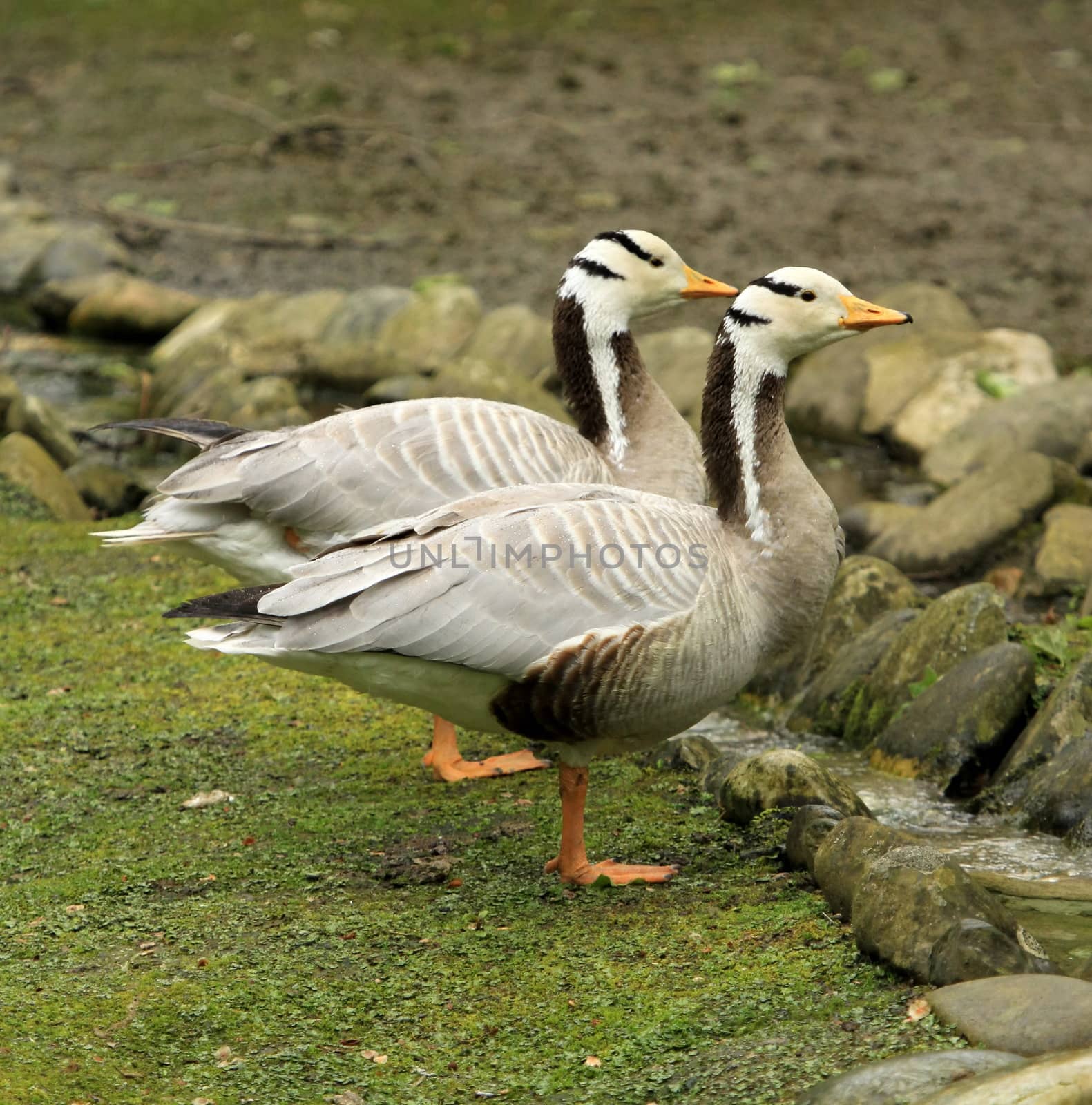 Two bar-headed gooses standing next to the other on the grass in front of rocks