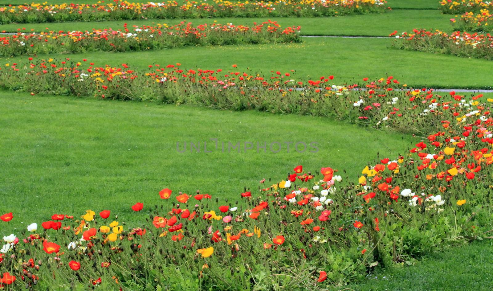 Many colorful flowers making curves and green grass