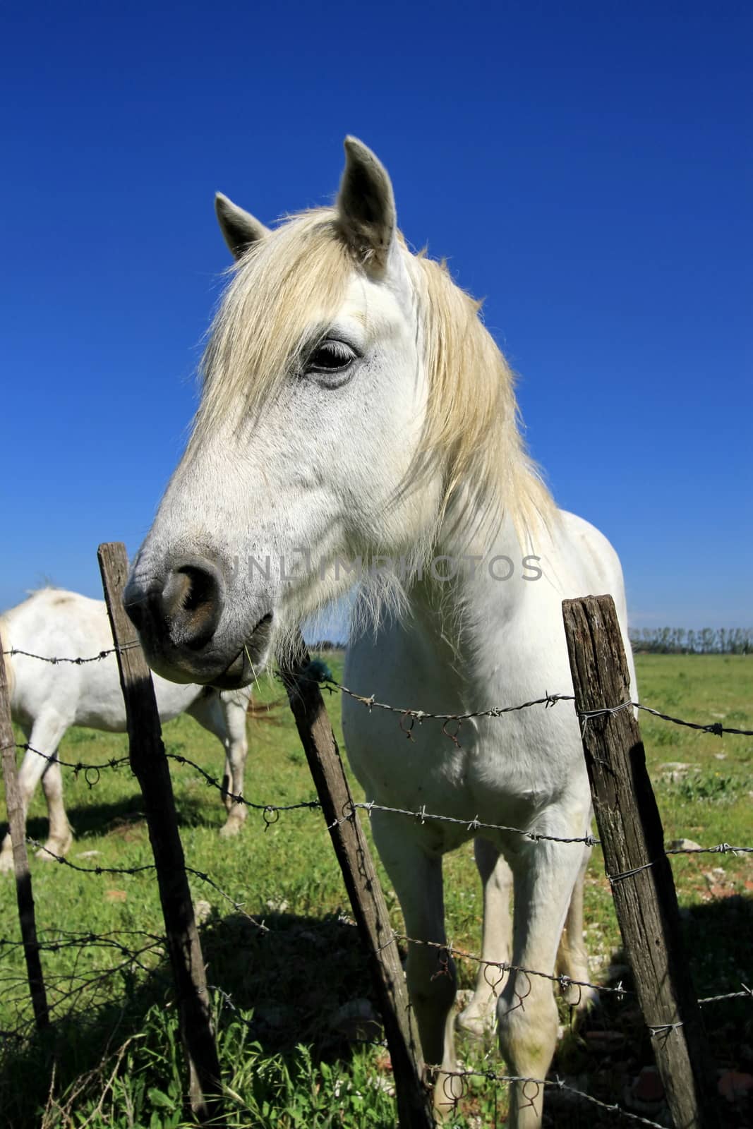 Portrait of typical camargue white horse standing next to a fence by beautiful day, France