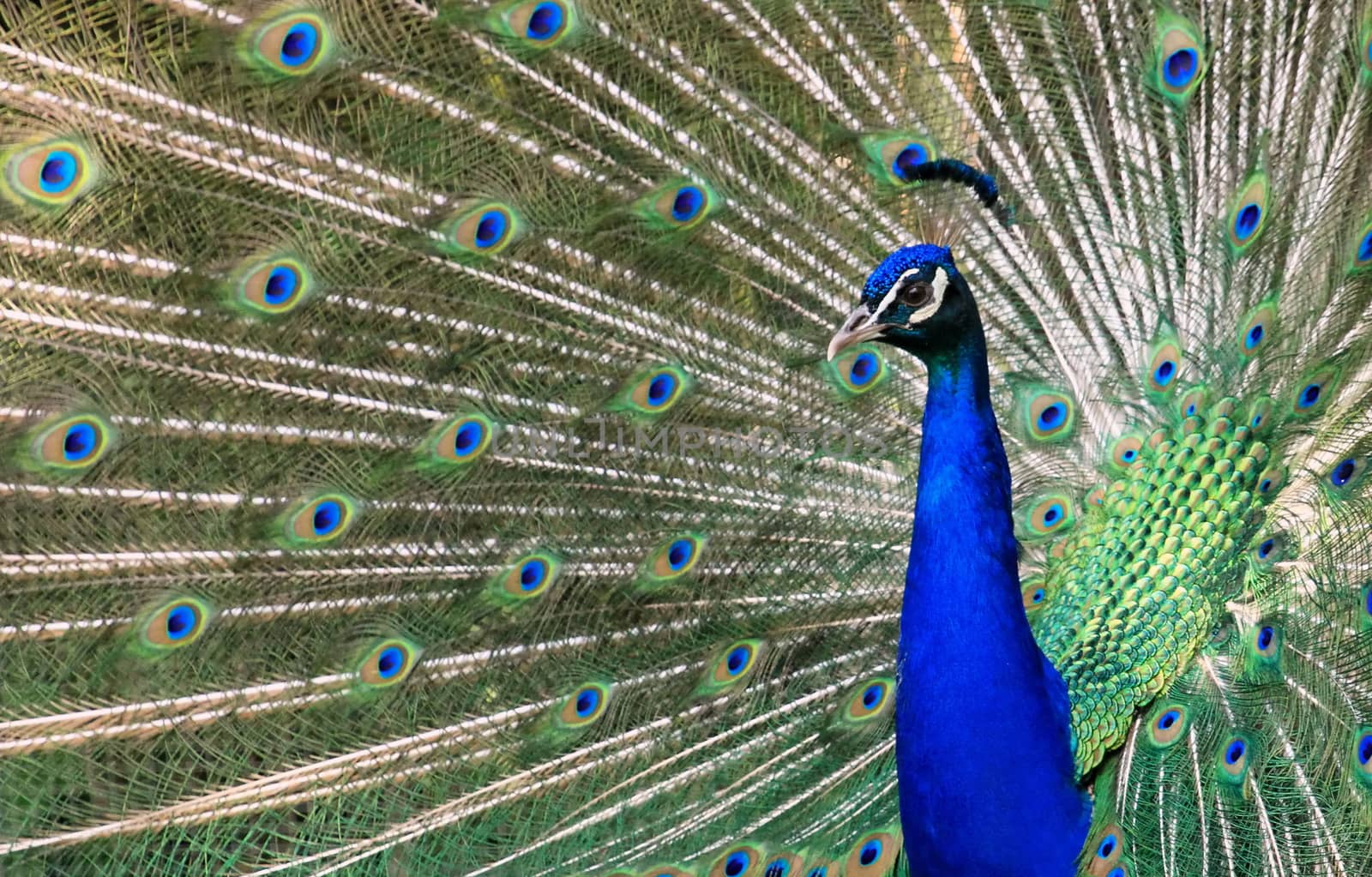 Bright colorful peacock with its colourful tail fully opened