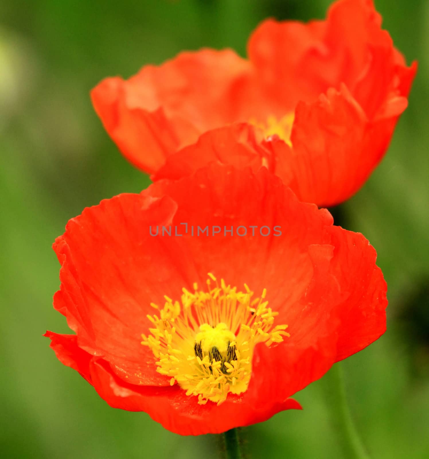 Close up of two beautiful red poppies and green nature background