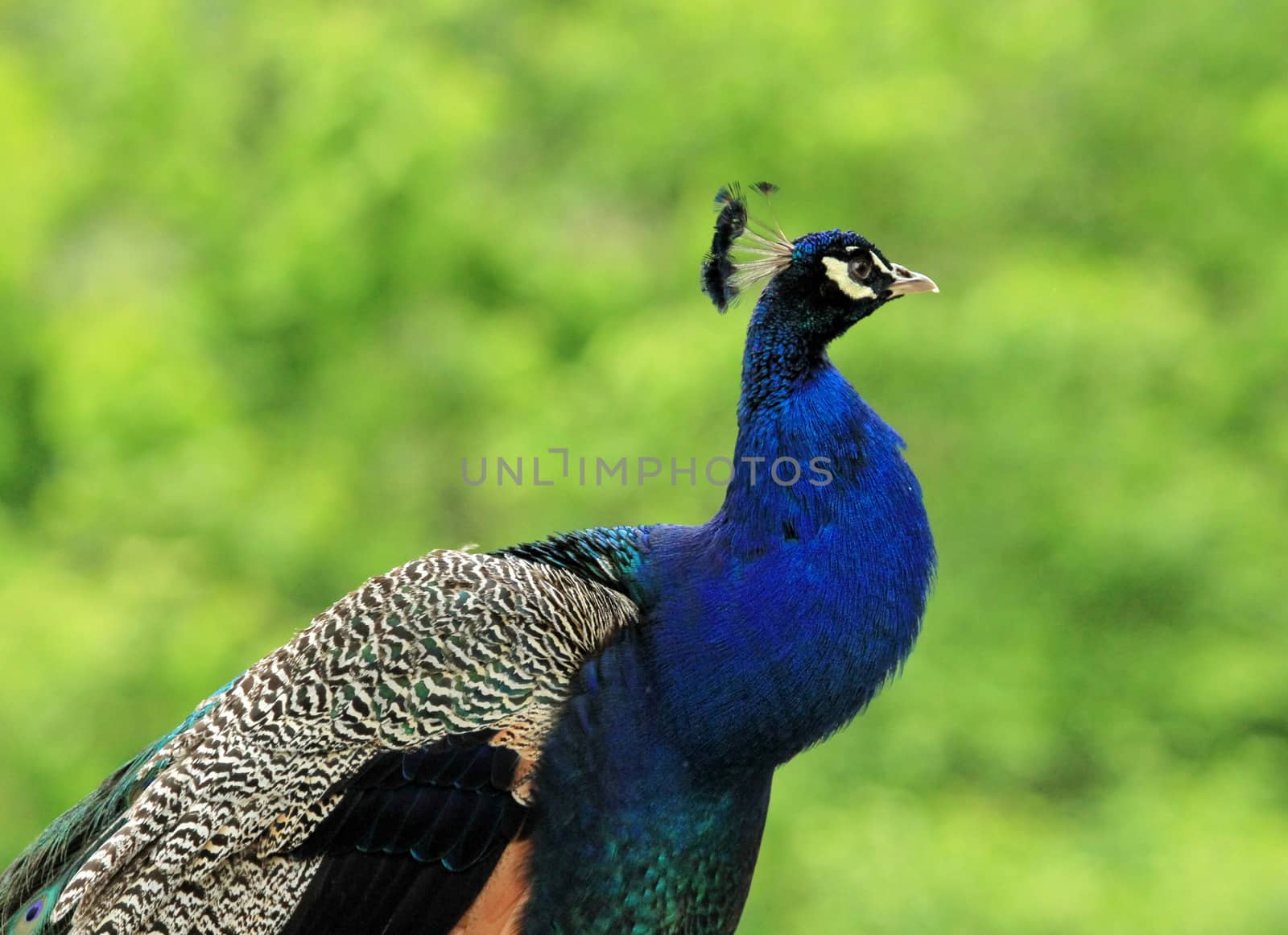 Bright colorful peacock in green background