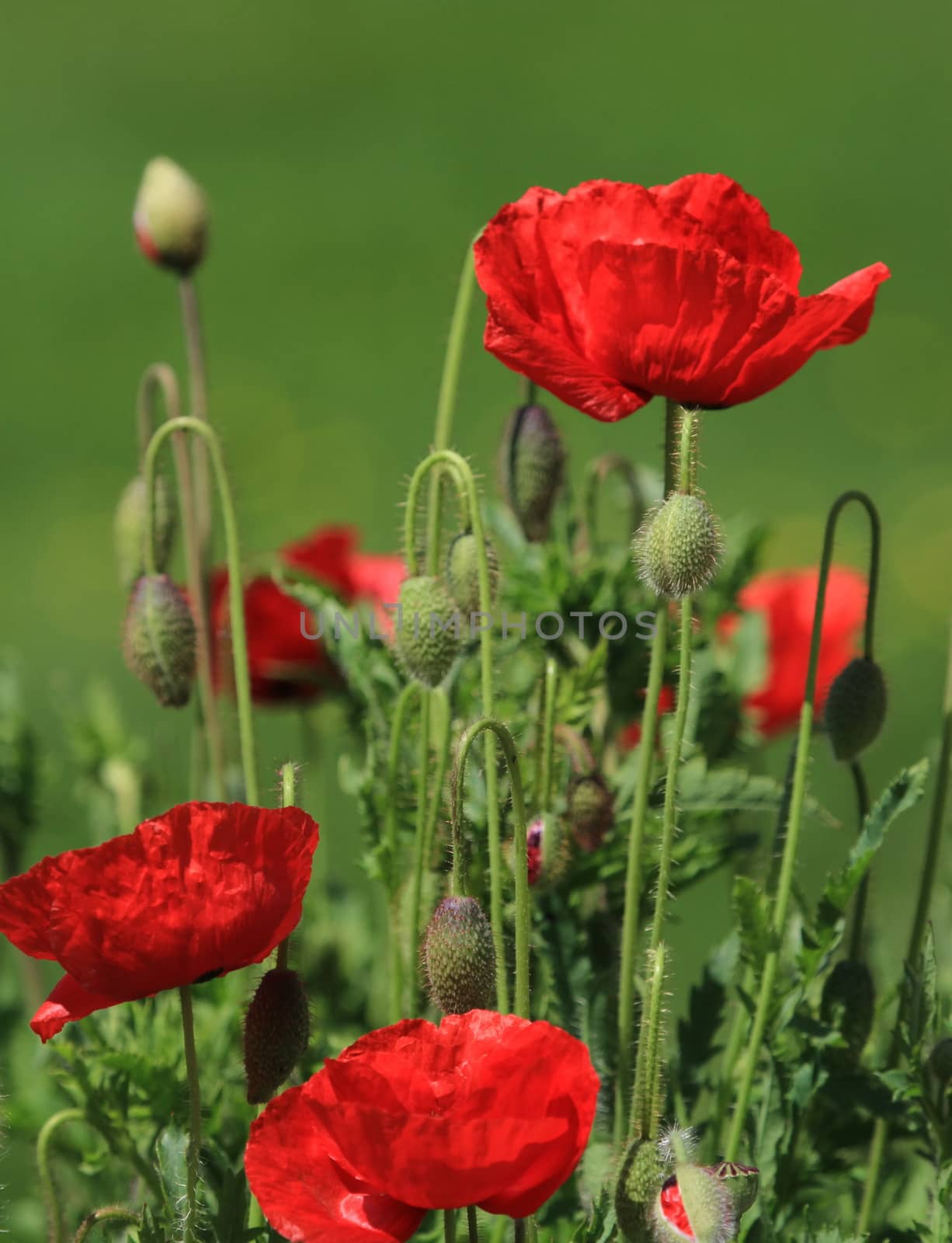 Poppies in nature by Elenaphotos21