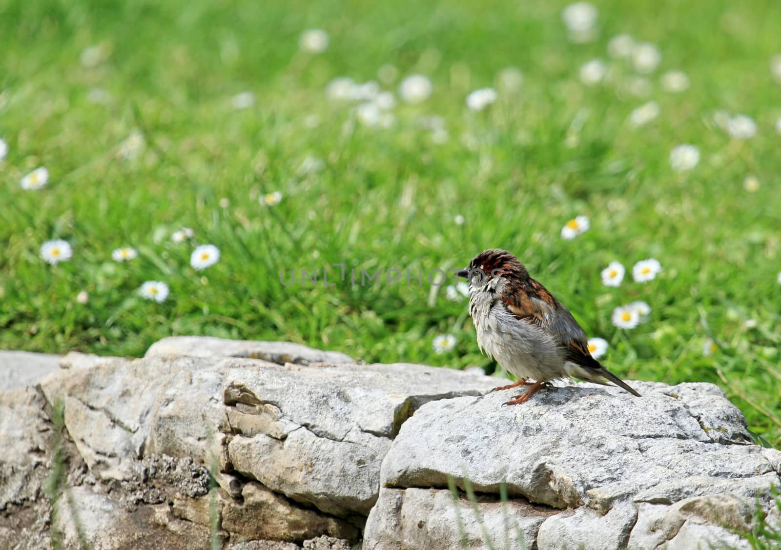 Little sparrow standing on a rock wall next to green grass and flowers