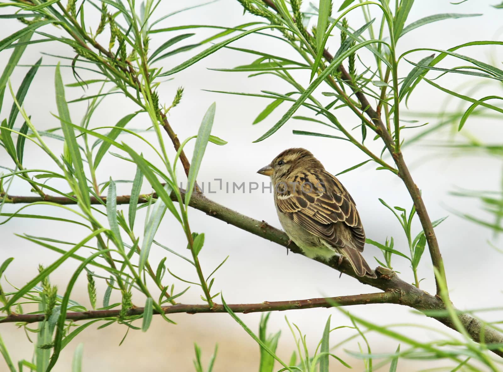 Small sparrow standing on a branch with little green leaves