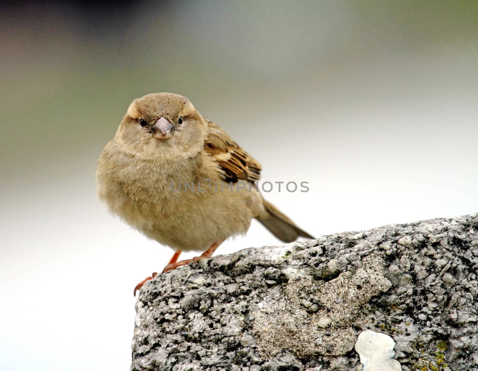 Close up on a little sparrow standing on a wall looking at you