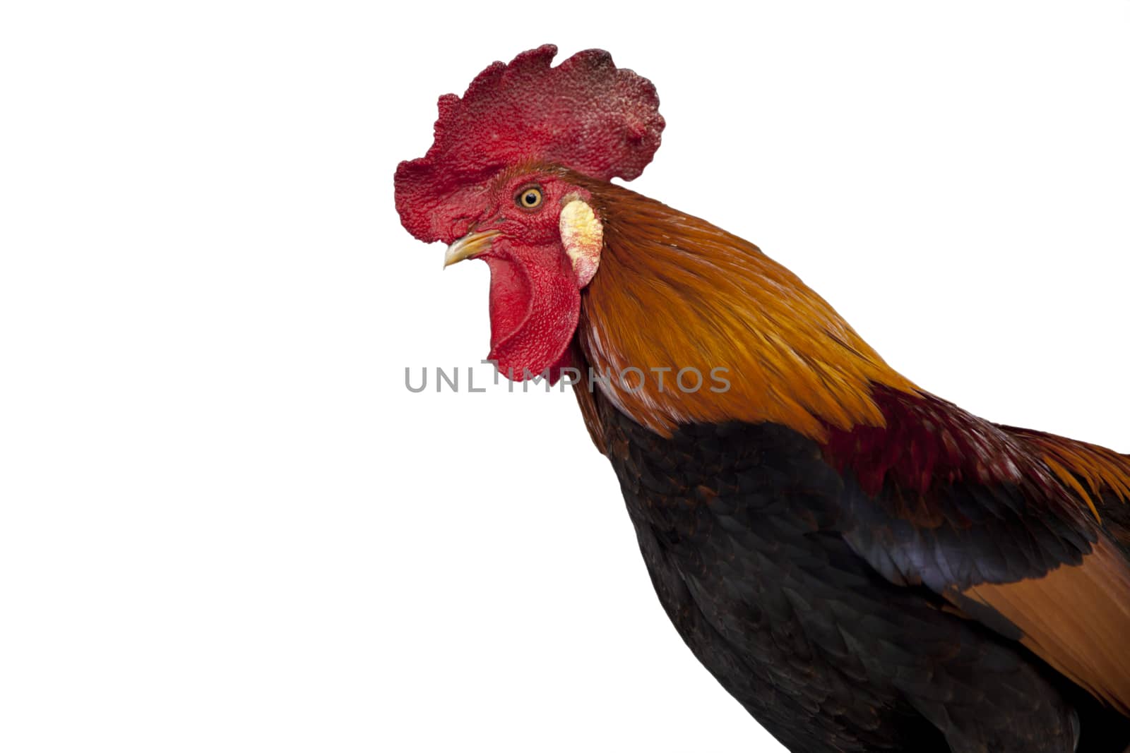 Profile of a rooster  isolated on white background