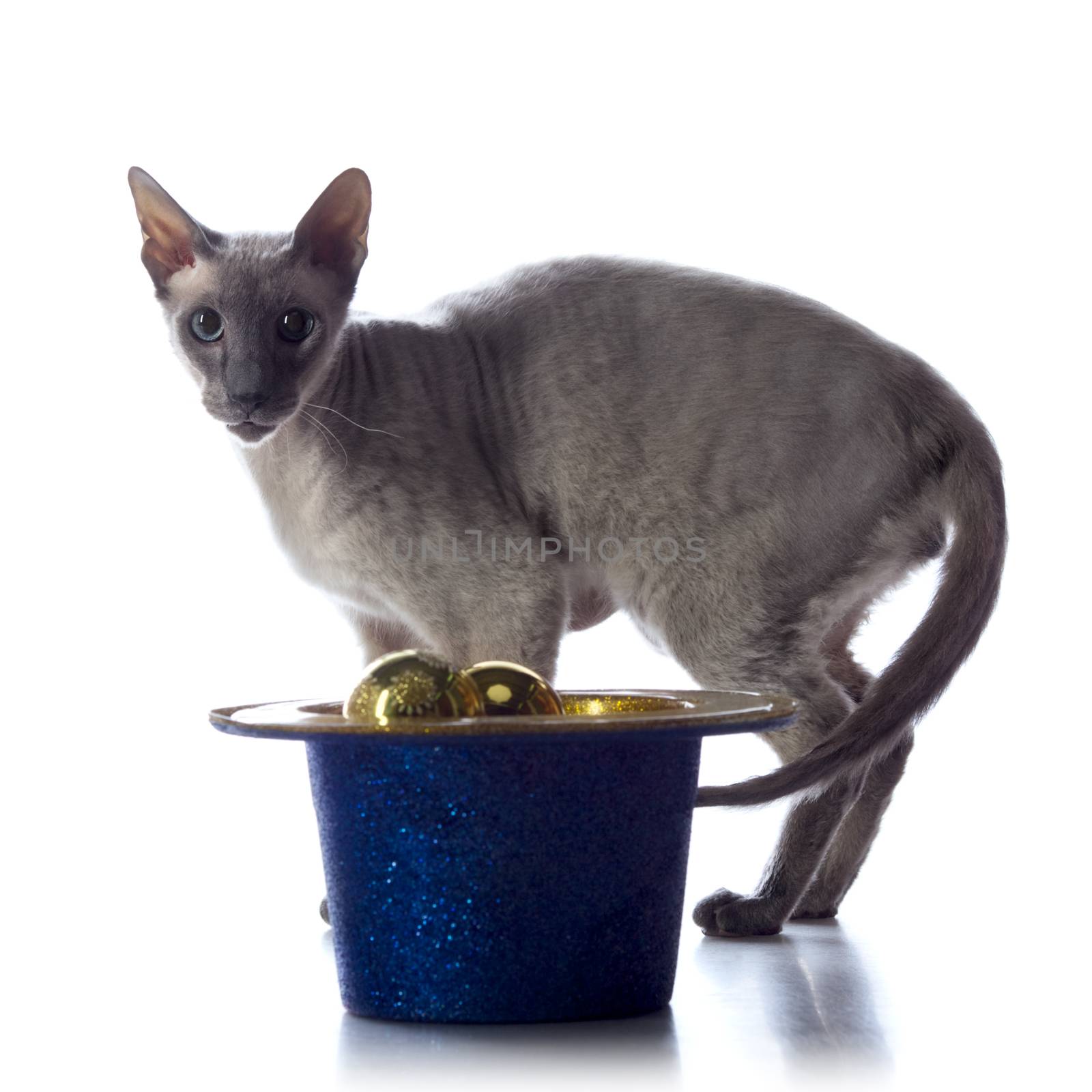 shorthair oriental cat, isolated on white background