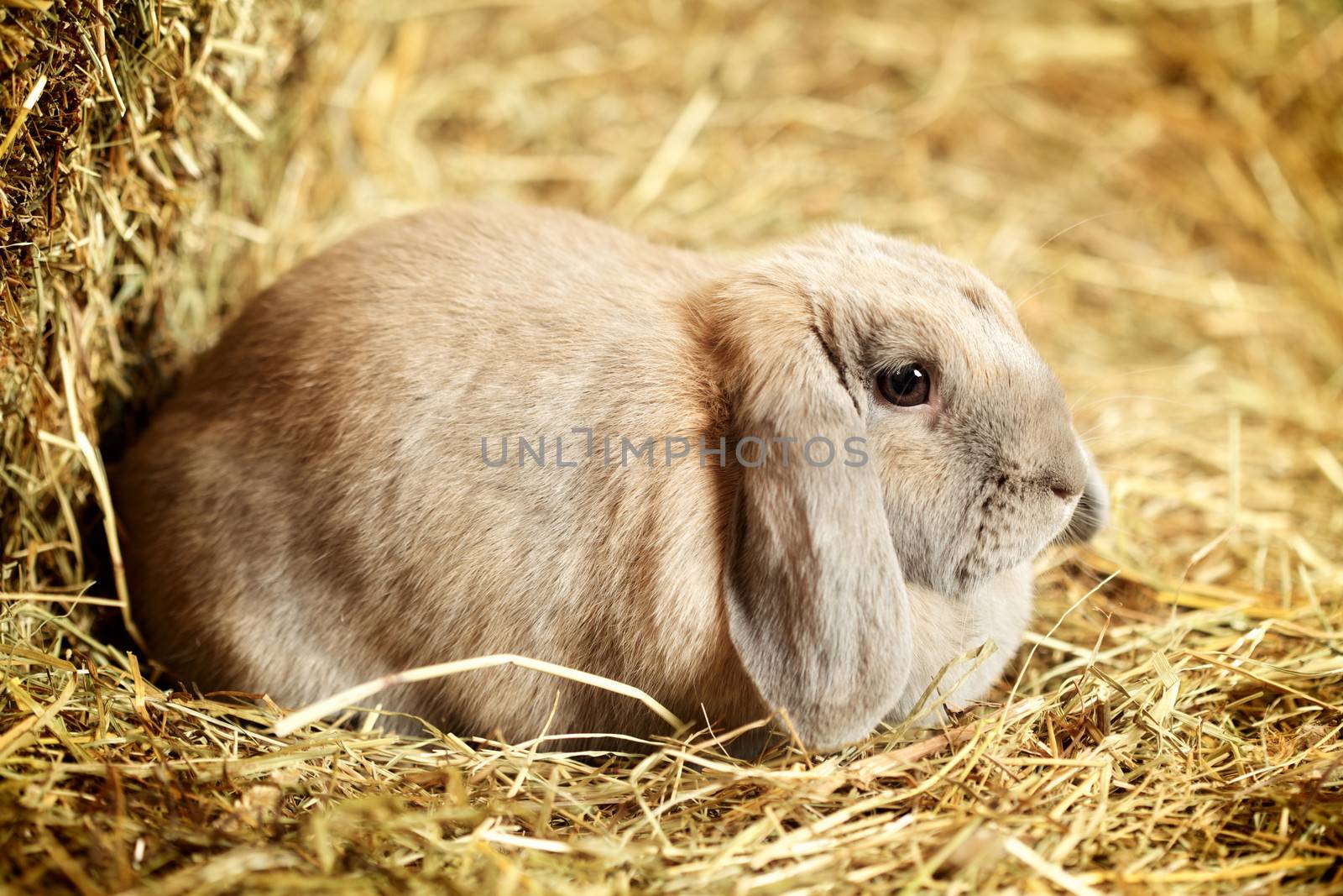 Lop-earred Rabbit by petr_malyshev