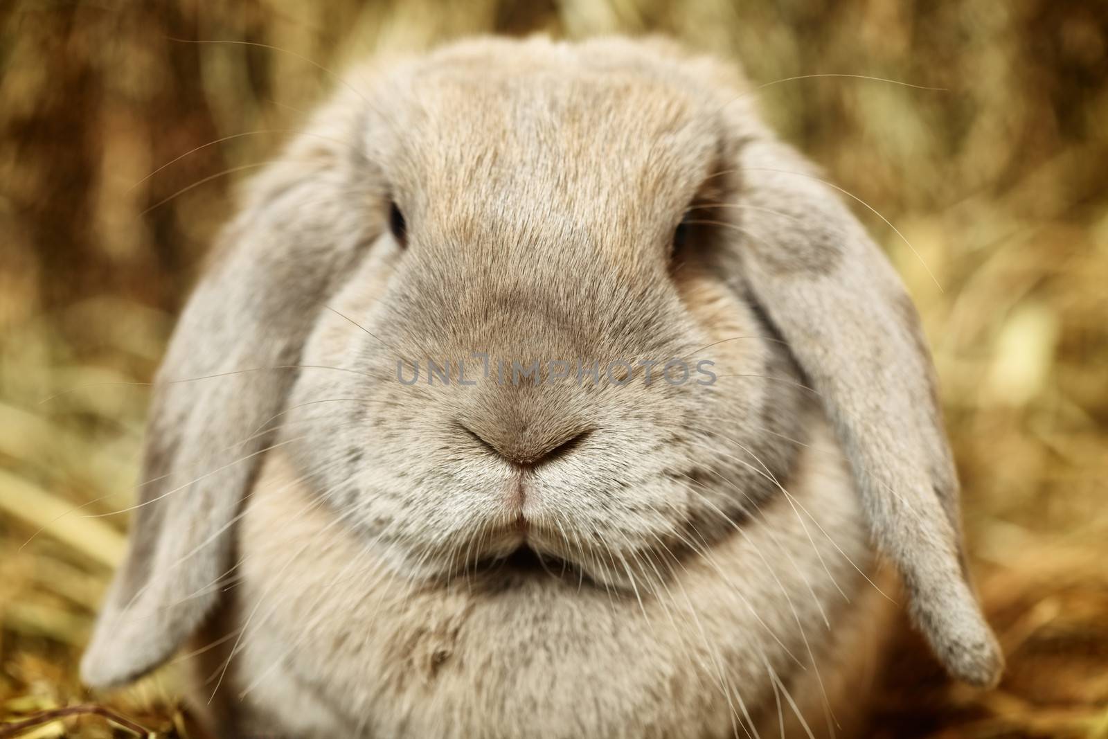 Lop-earred Rabbit by petr_malyshev