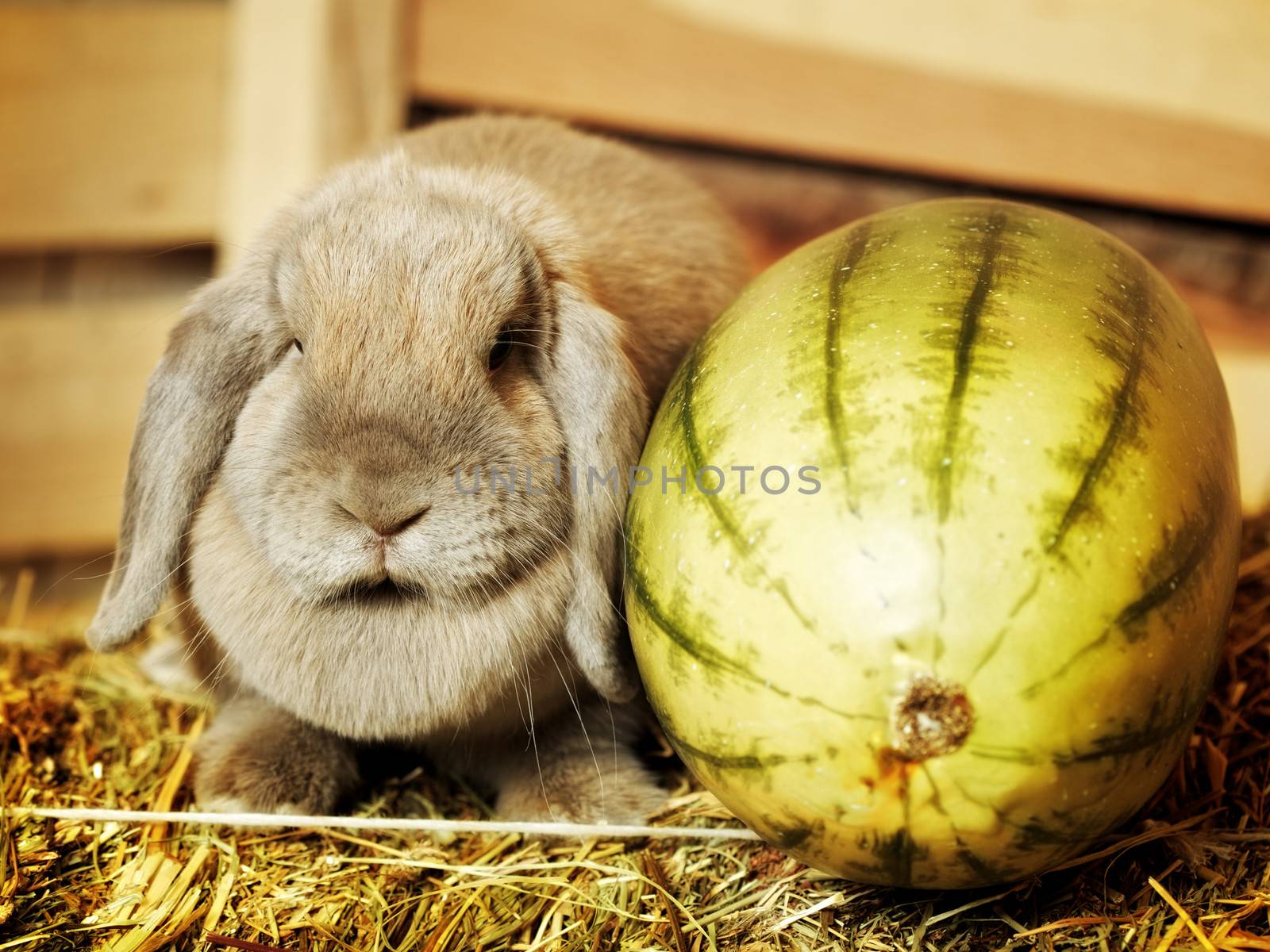 gray lop-earred rabbit on hayloft, rural scene