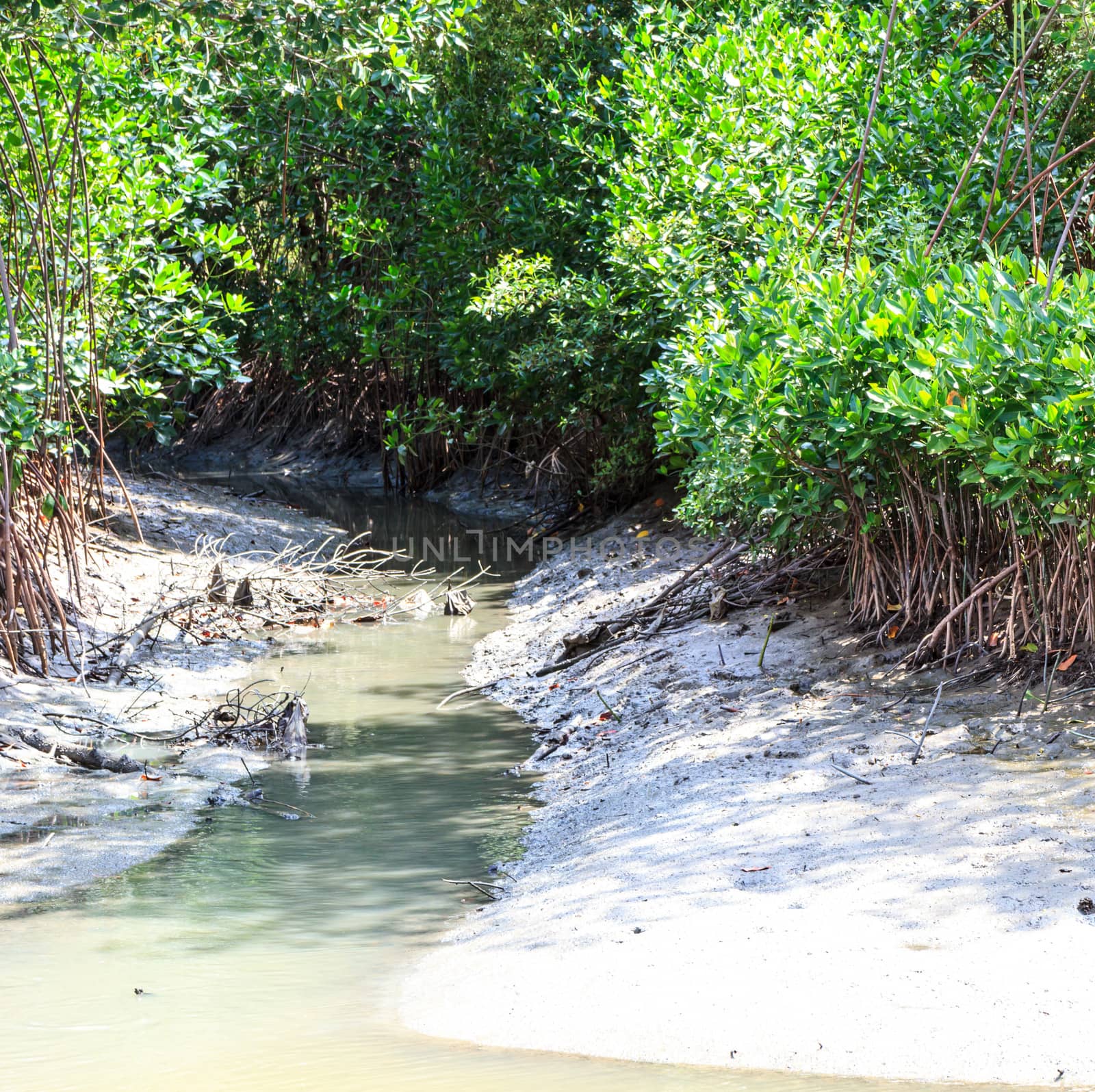 mangrove forest  by bunwit