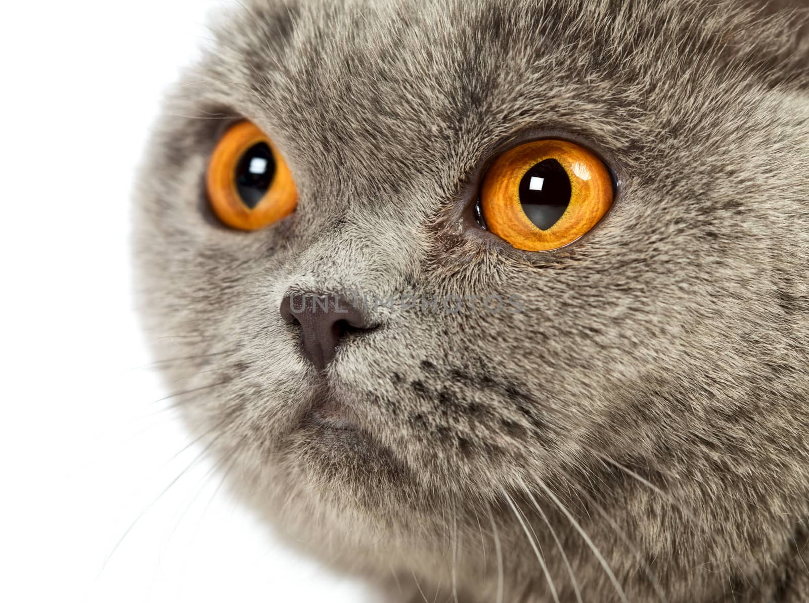 British Shorthair Cat by petr_malyshev