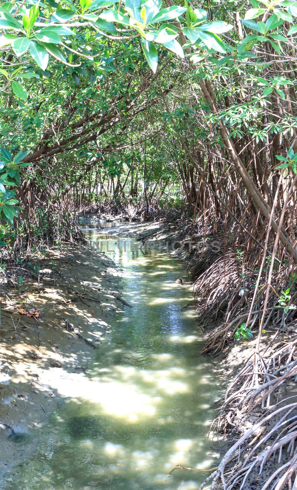 forest at the river estuary