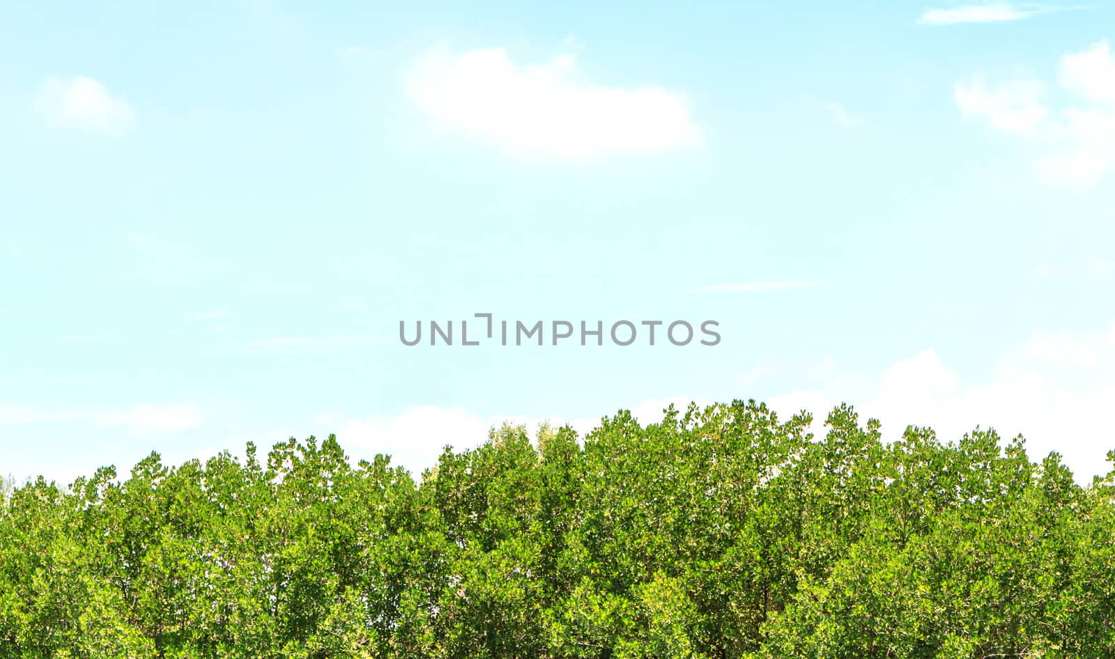 mangrove forest and blue sky by bunwit