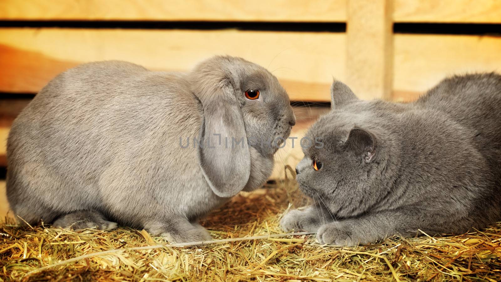british shorthair cat and lop rabbit on hayloft