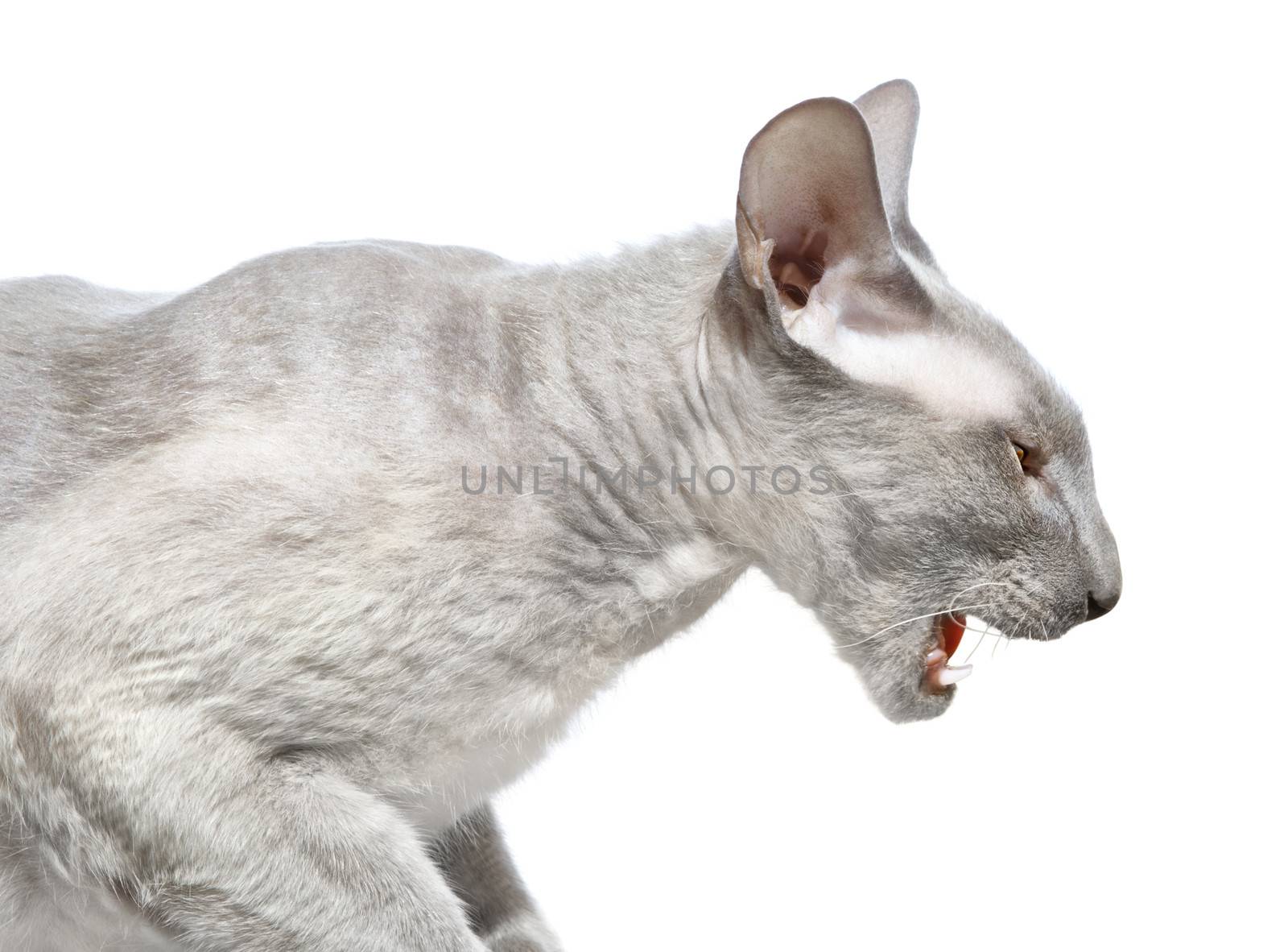 shorthair oriental cat, peterbald, angry and ready to attack