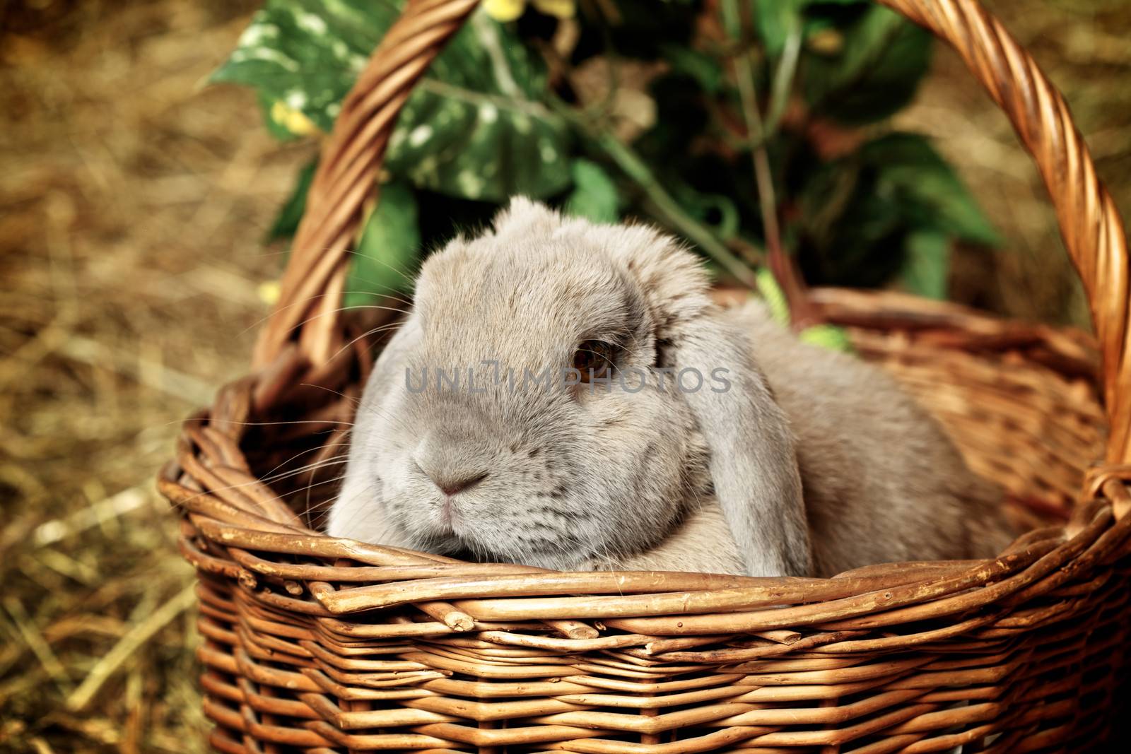 gray lop-earred rabbit in basket on hayloft