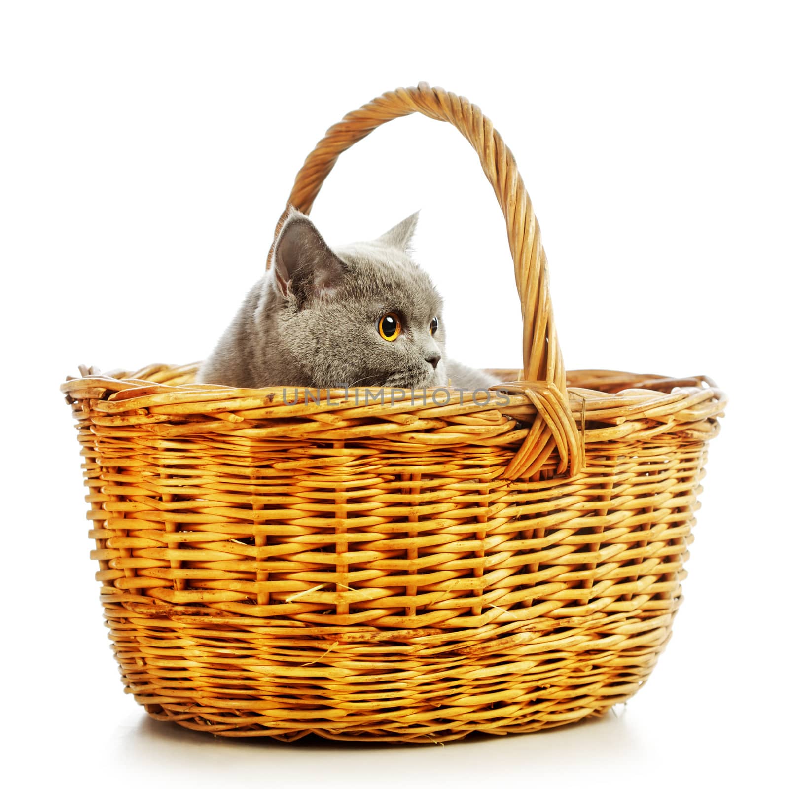 blue british shorthair cat in basket, isolated on white