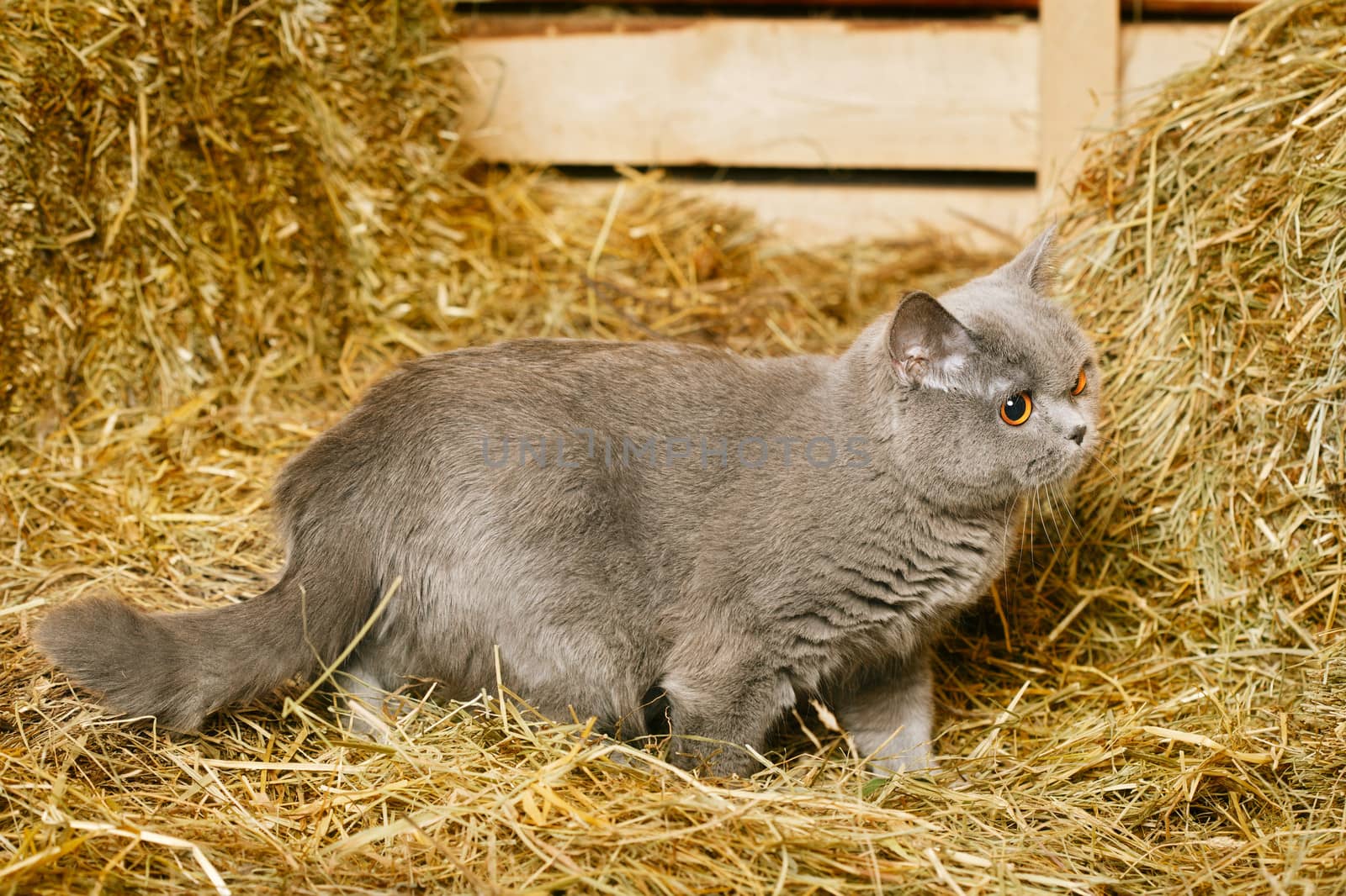 funny blue british shorthair cat on hayloft