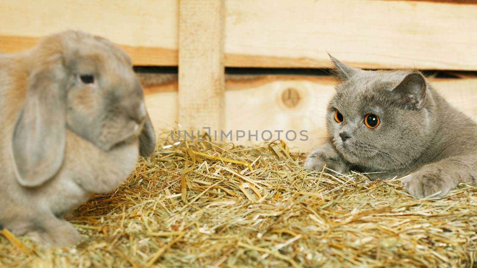 Cat and Rabbit by petr_malyshev