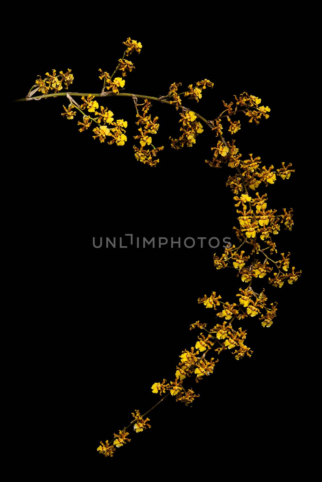 yellow orchid flowers on black background