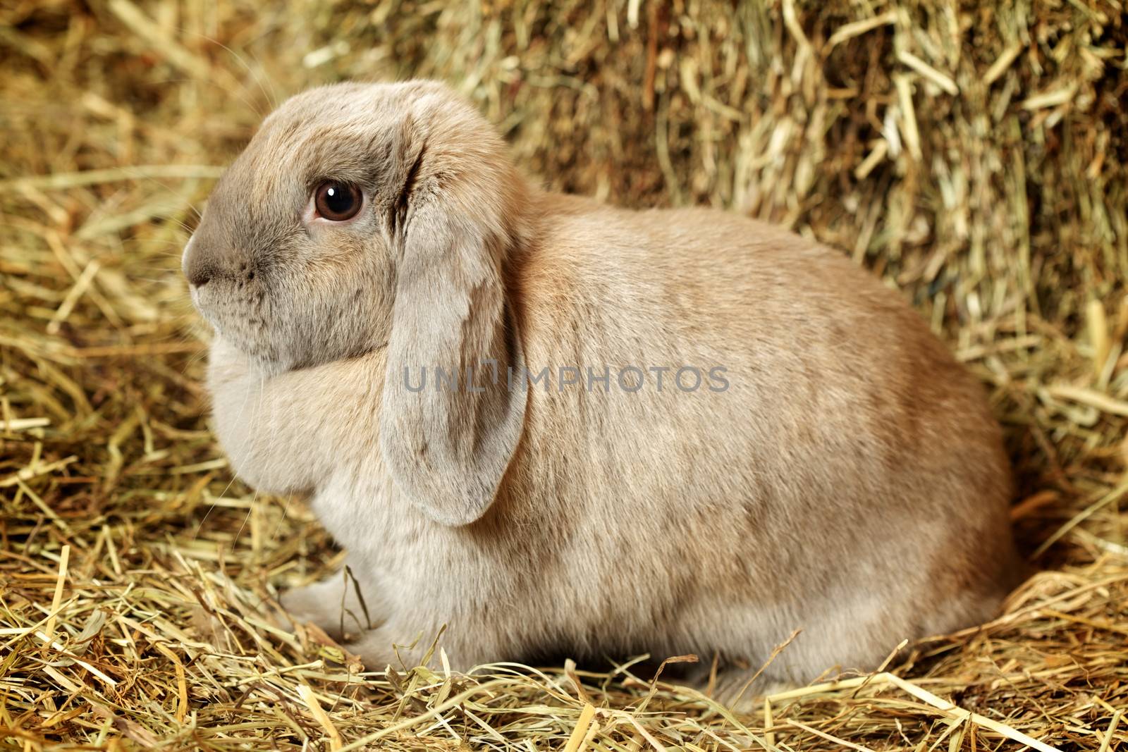 gray lop-earred rabbit on hayloft, close up