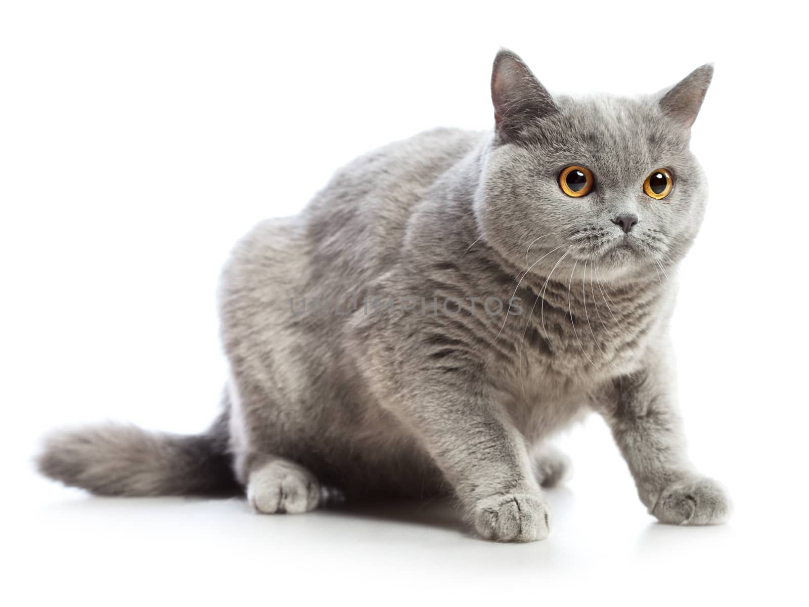 blue british shorthair cat, isolated on white