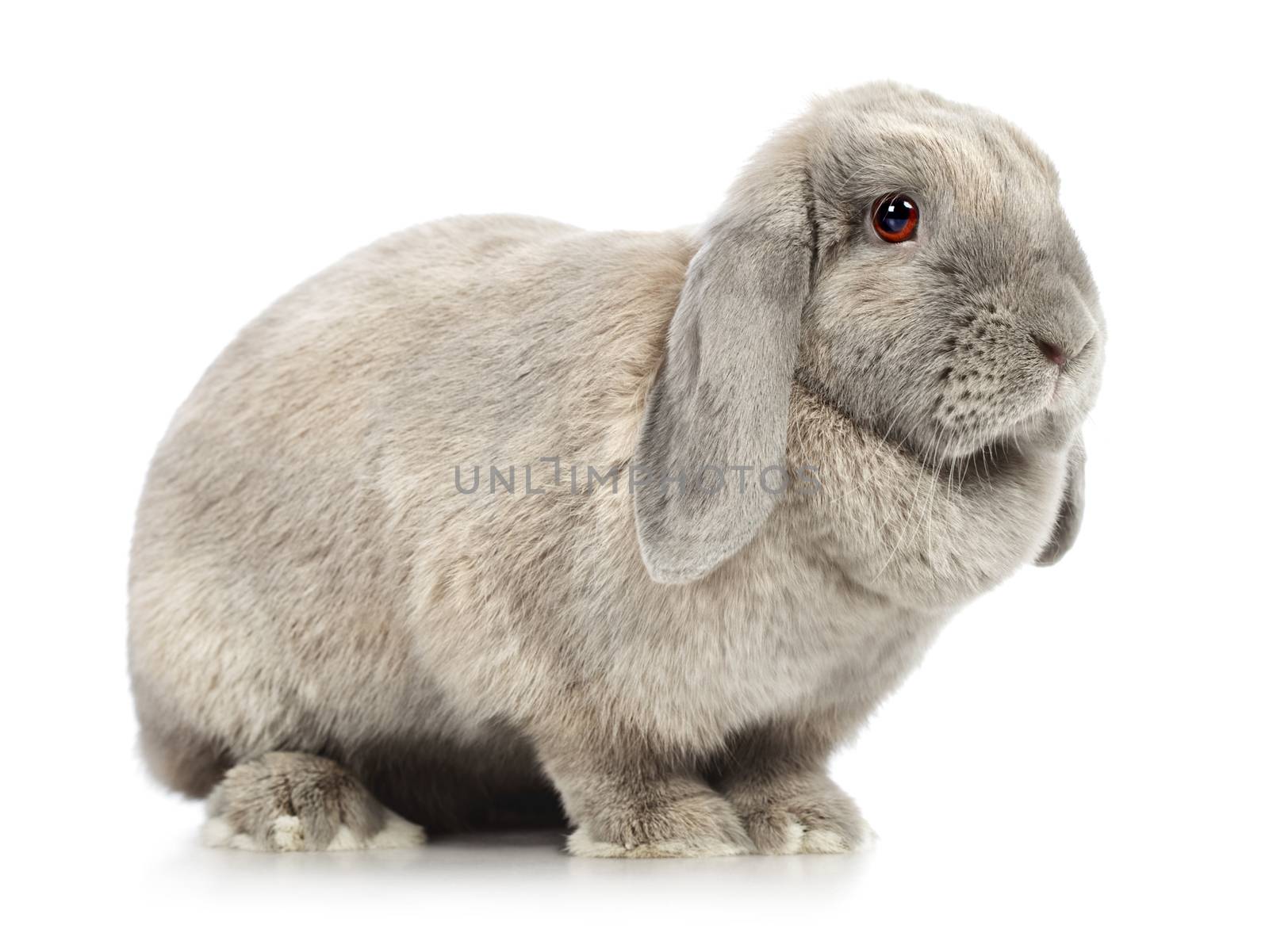 gray lop-earred rabbit, isolated on white background