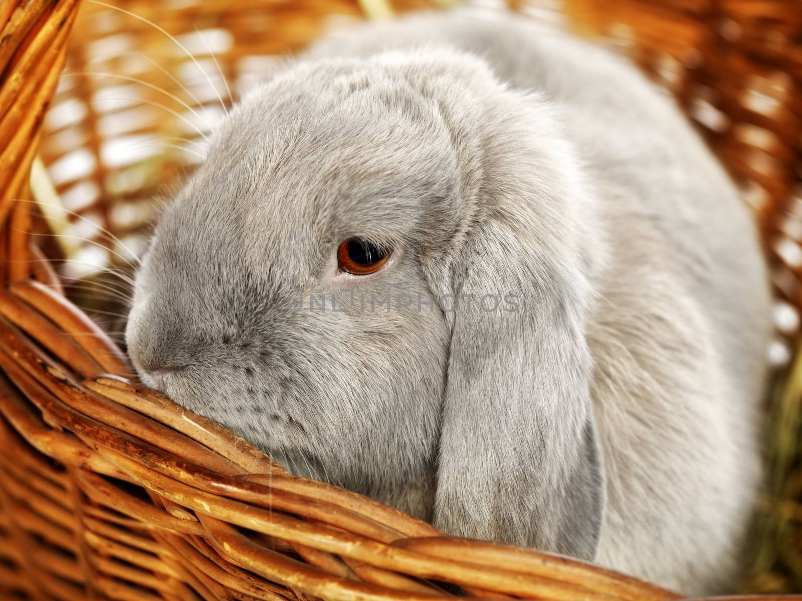 gray lop-earred rabbit in wicker basket, close up