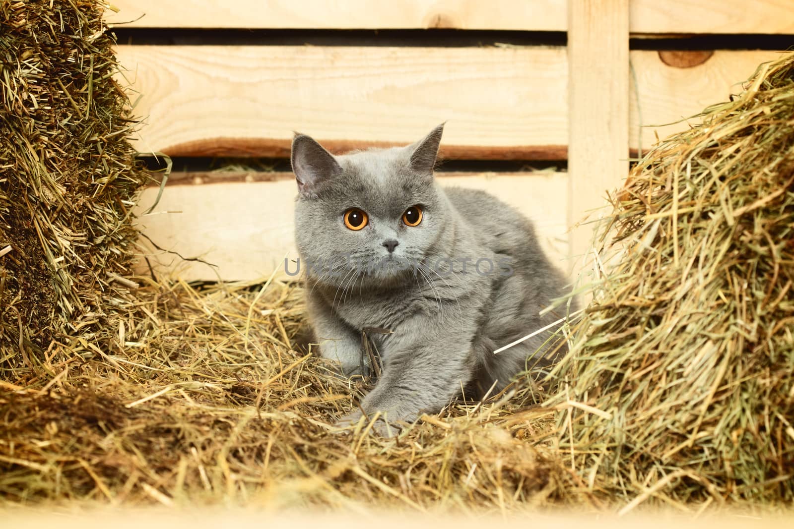 funny blue british shorthair cat on hayloft