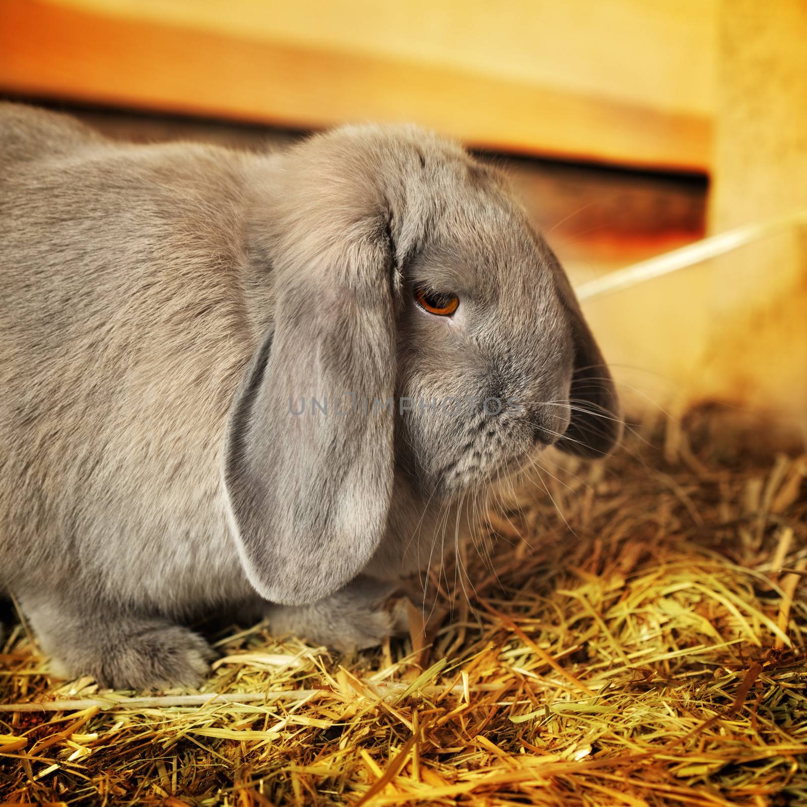 gray lop-earred rabbit on hayloft, close up