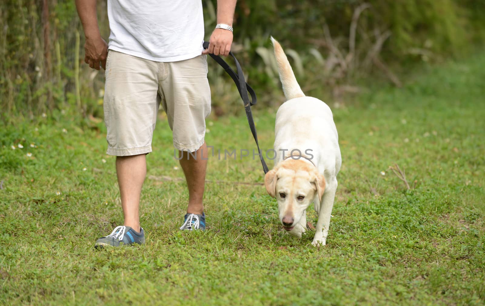 taking yellow labrador dog for walk in summertime