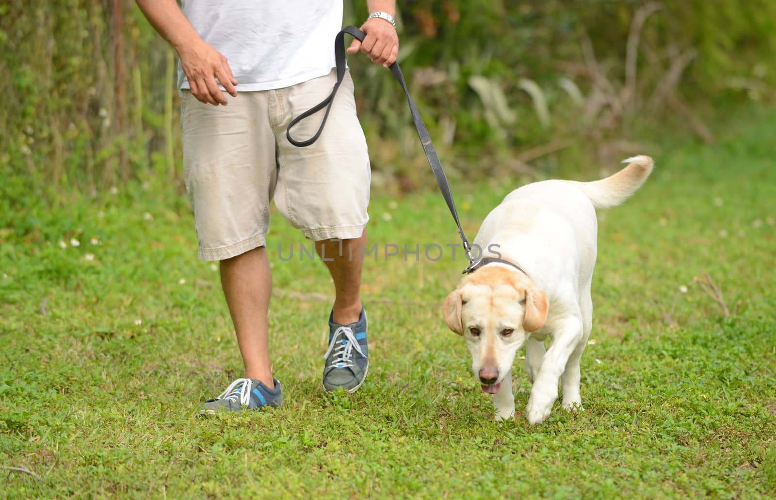 taking yellow lab dog for walk in summer in grass