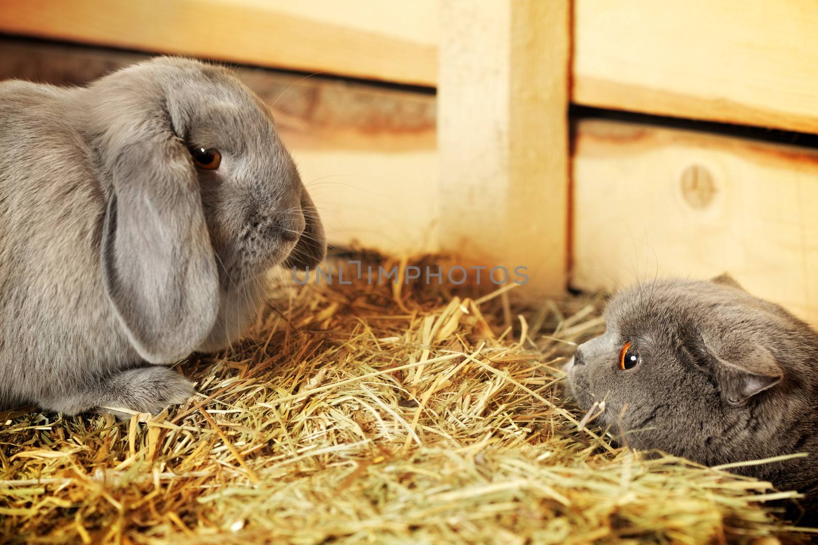 british shorthair cat and lop rabbit on hayloft