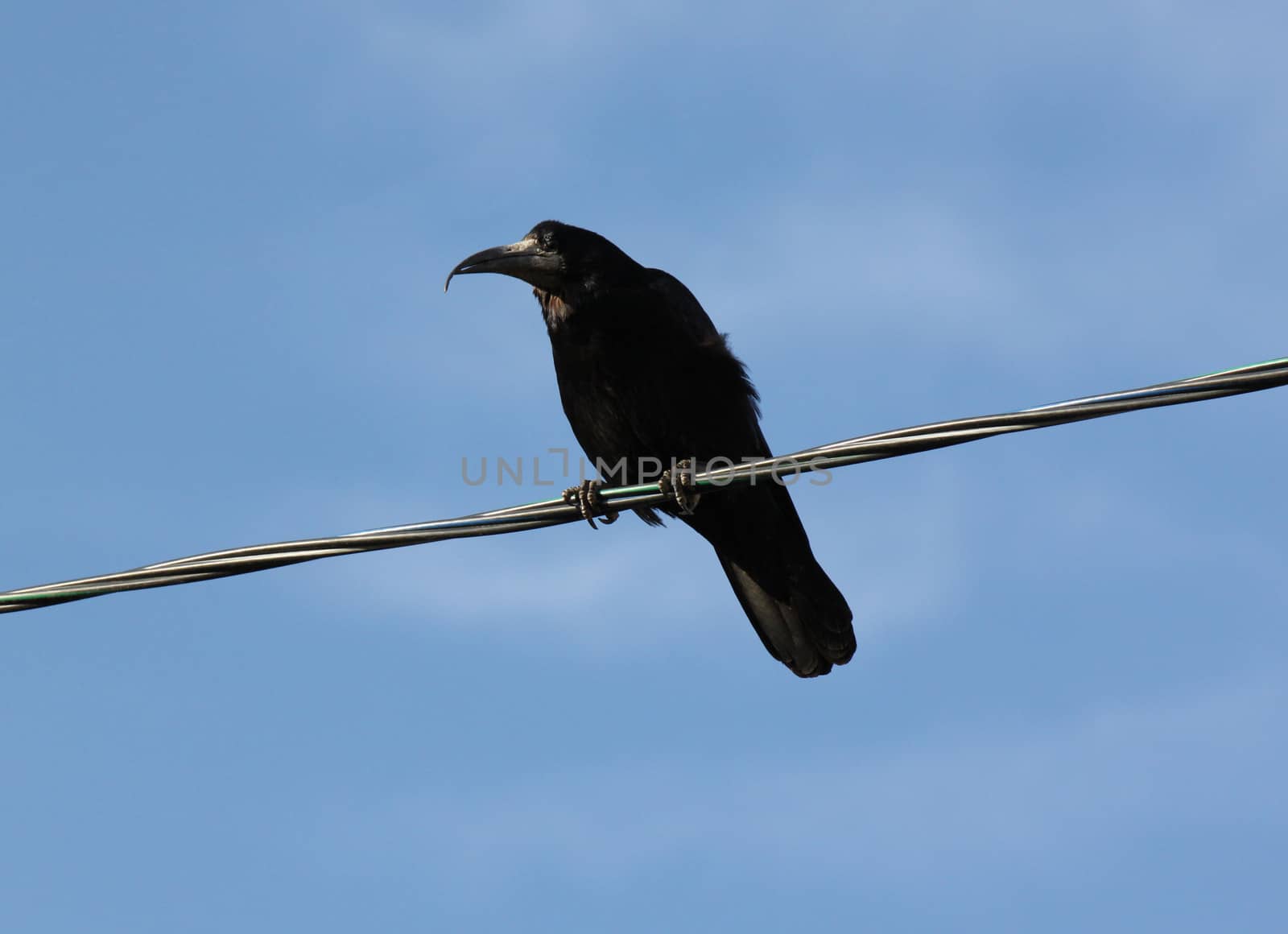 black raven on cable over blue sky