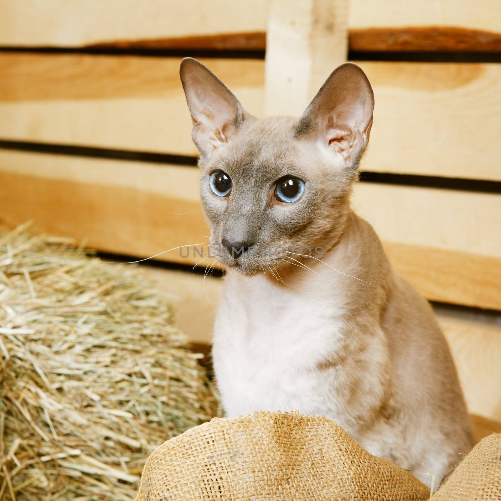 cute shorthair oriental cat, peterbald, sitting on hayloft