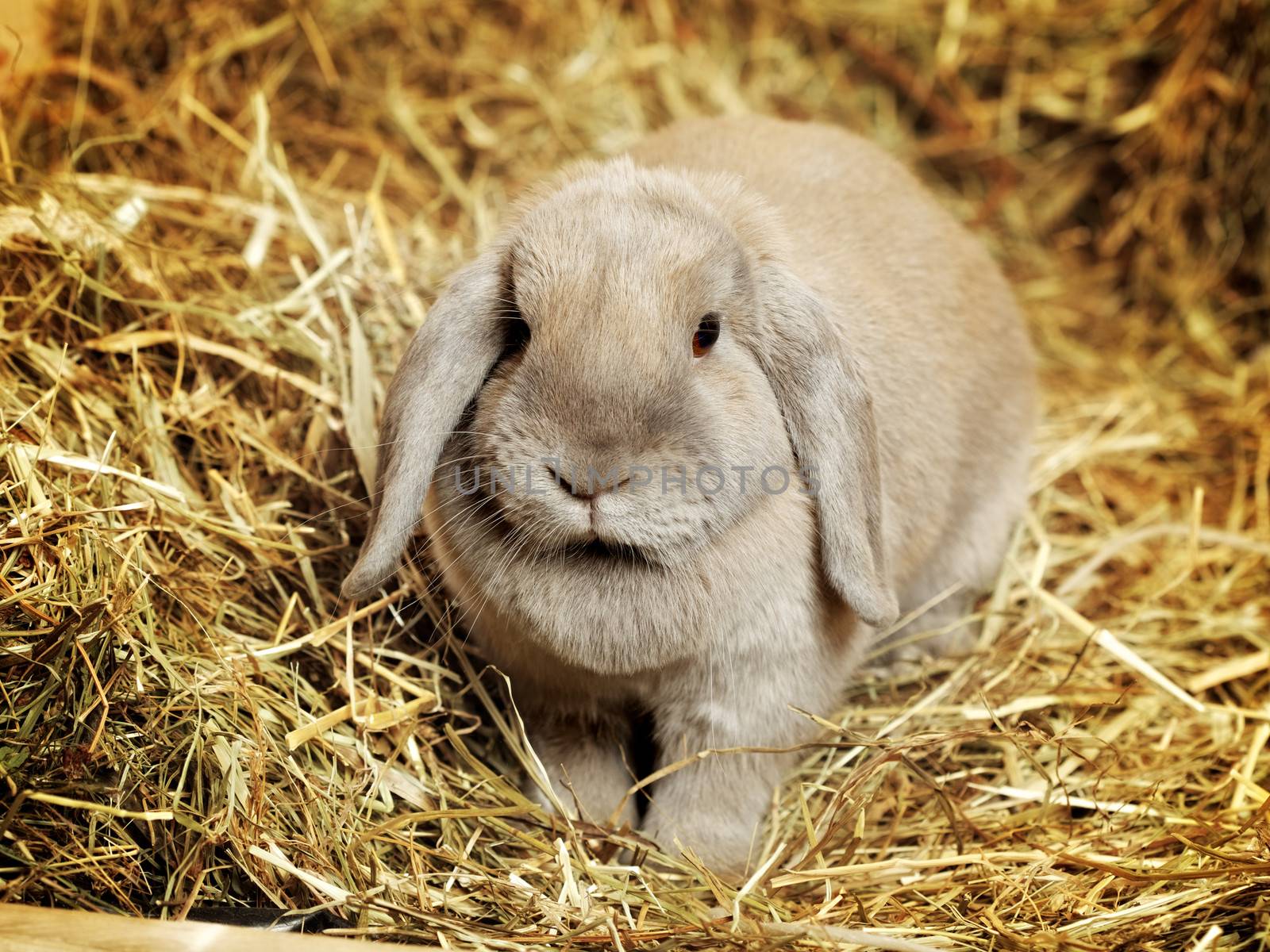 gray lop-earred rabbit on hayloft, close up