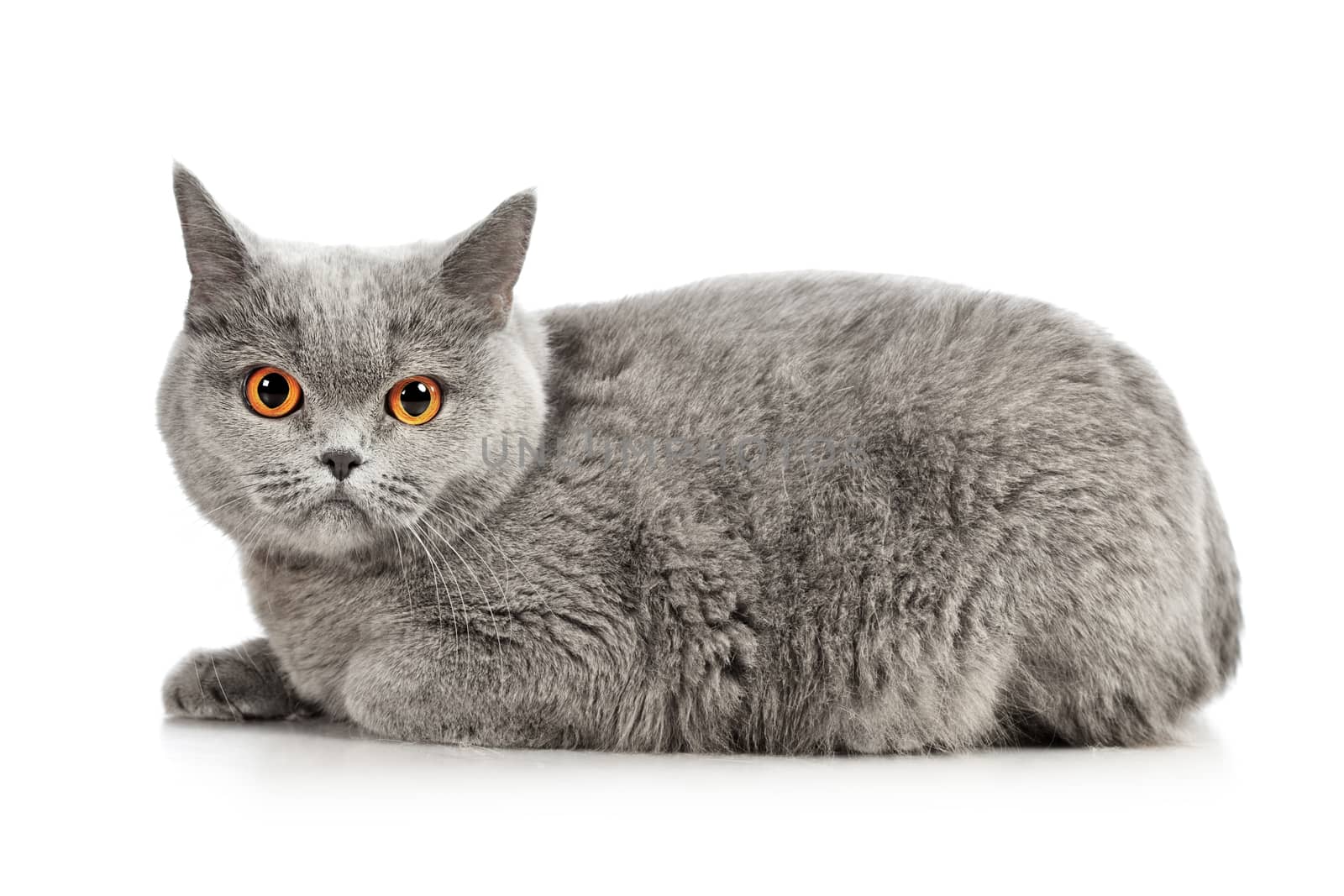 blue british shorthair cat, isolated on white