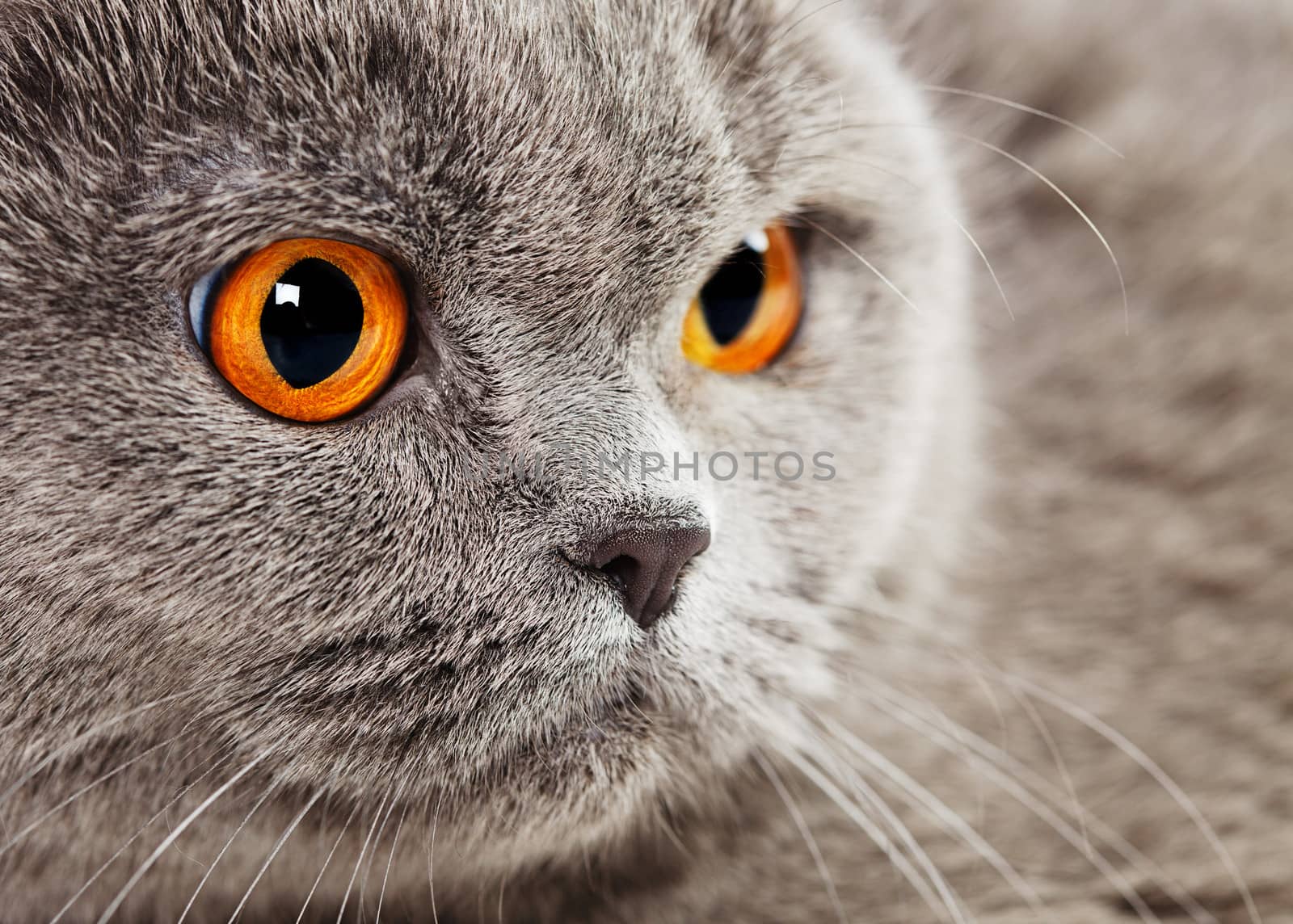 blue british shorthair cat, close up portrait