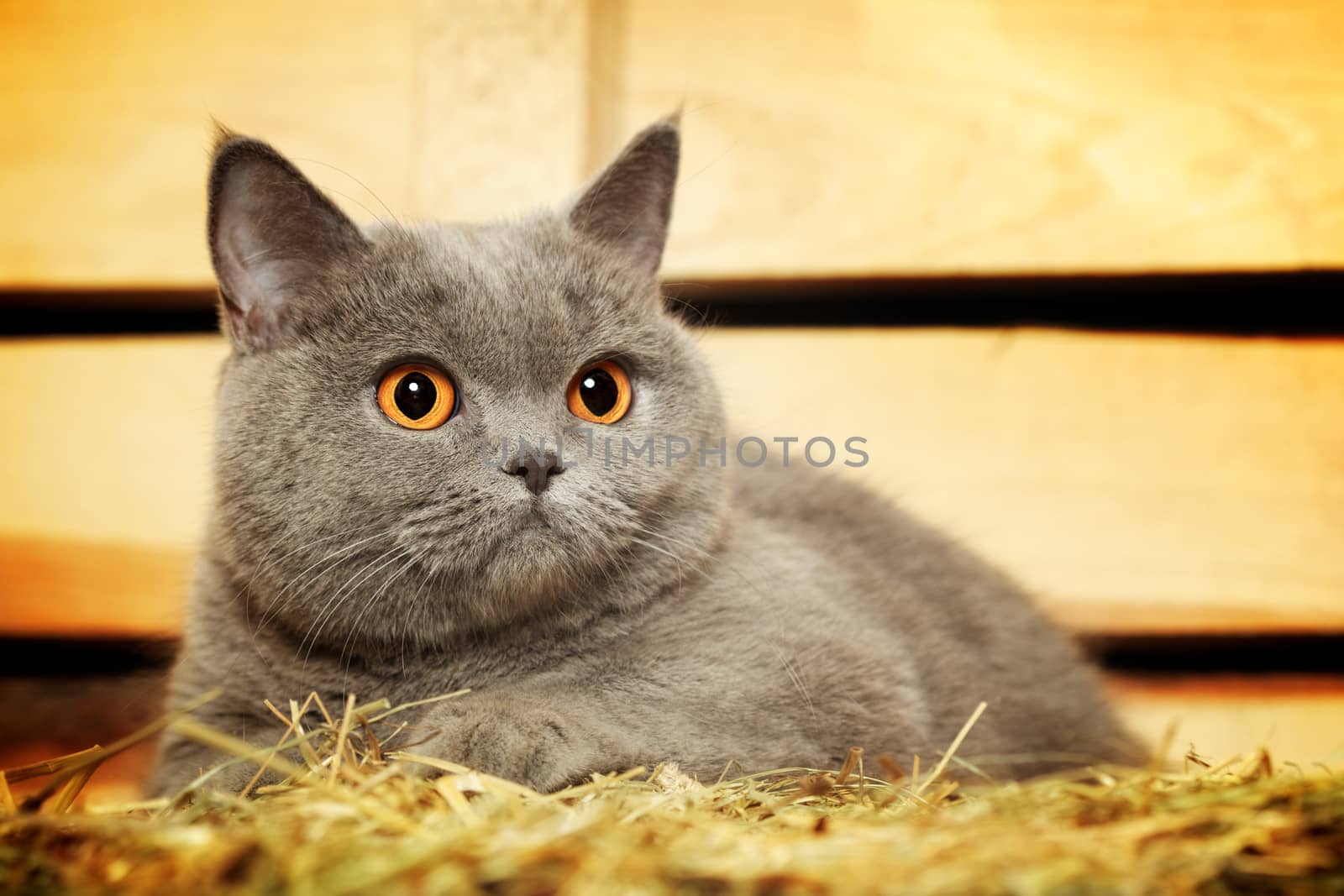funny blue british shorthair cat on hayloft