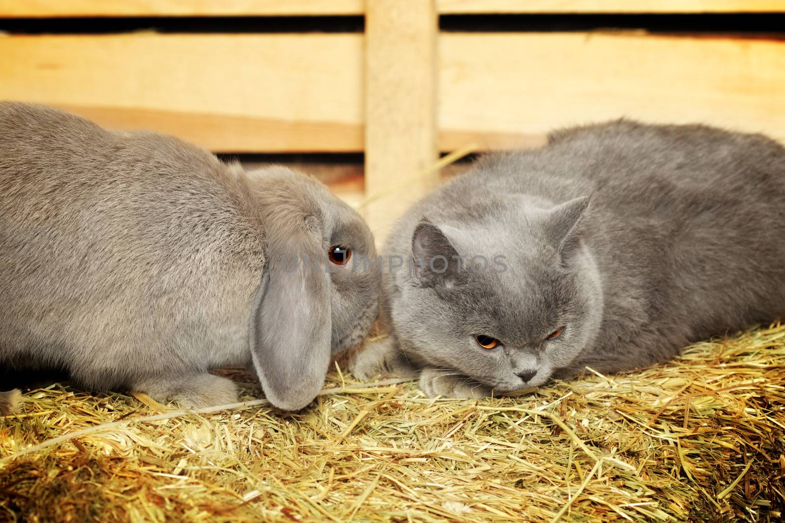 british shorthair cat and lop rabbit on hayloft