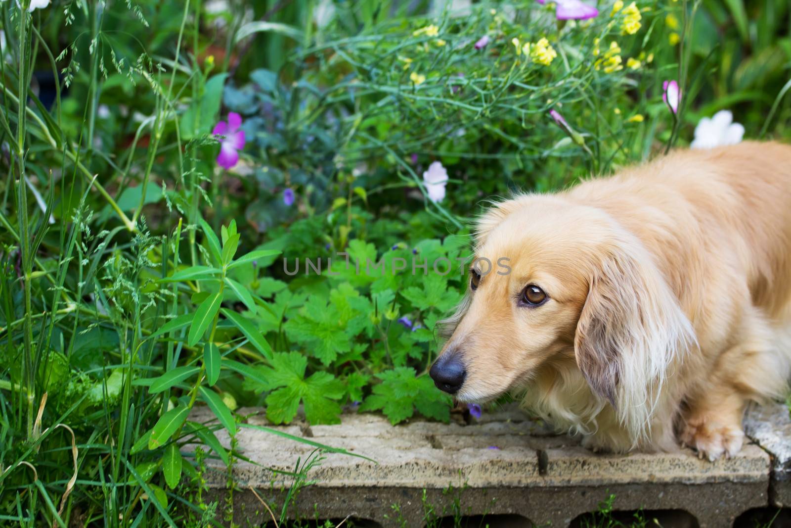 Blond long hair miniature dachshund in the flower garden