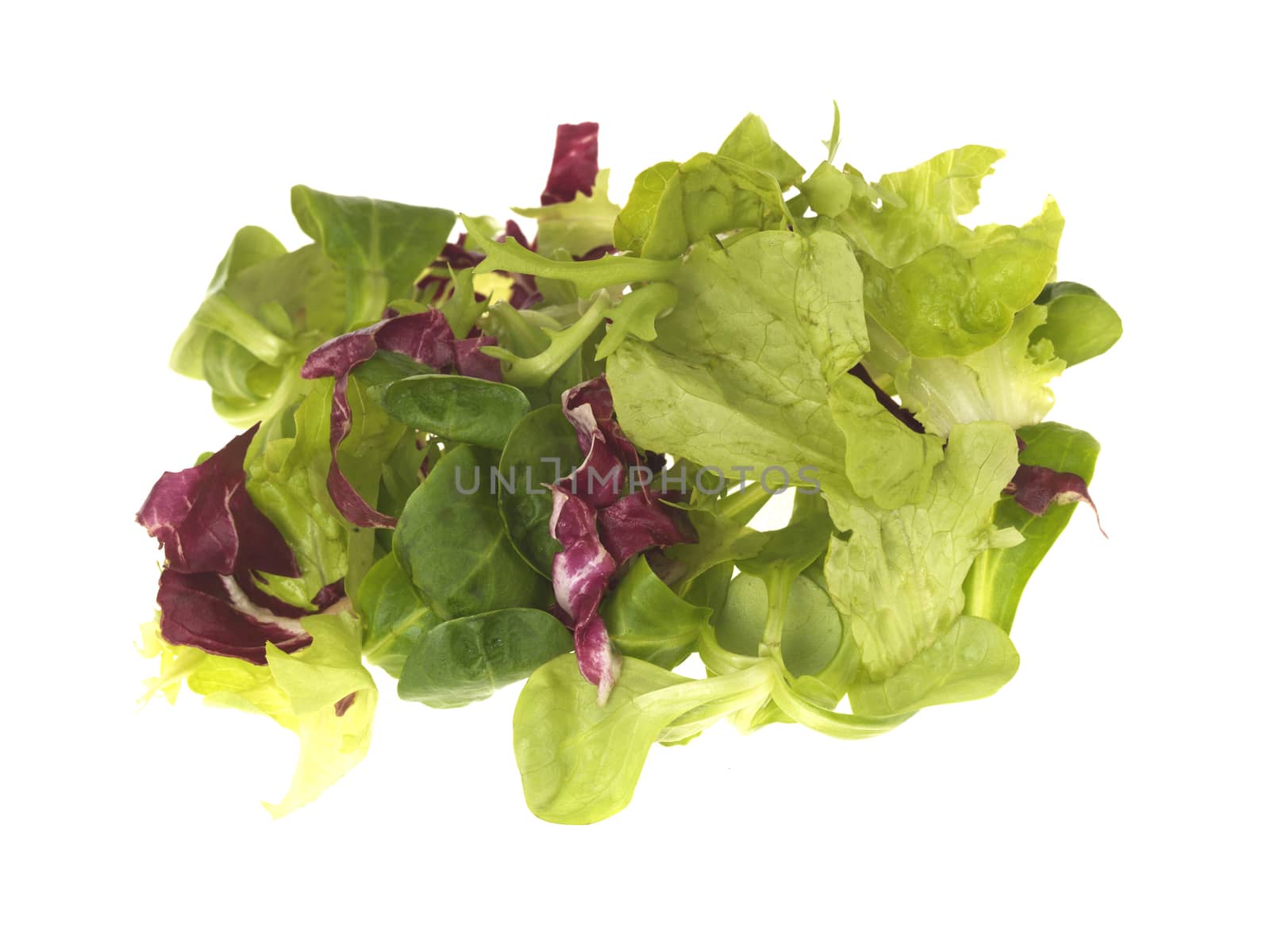 Mixed Salad Lettuce Leaves by Whiteboxmedia