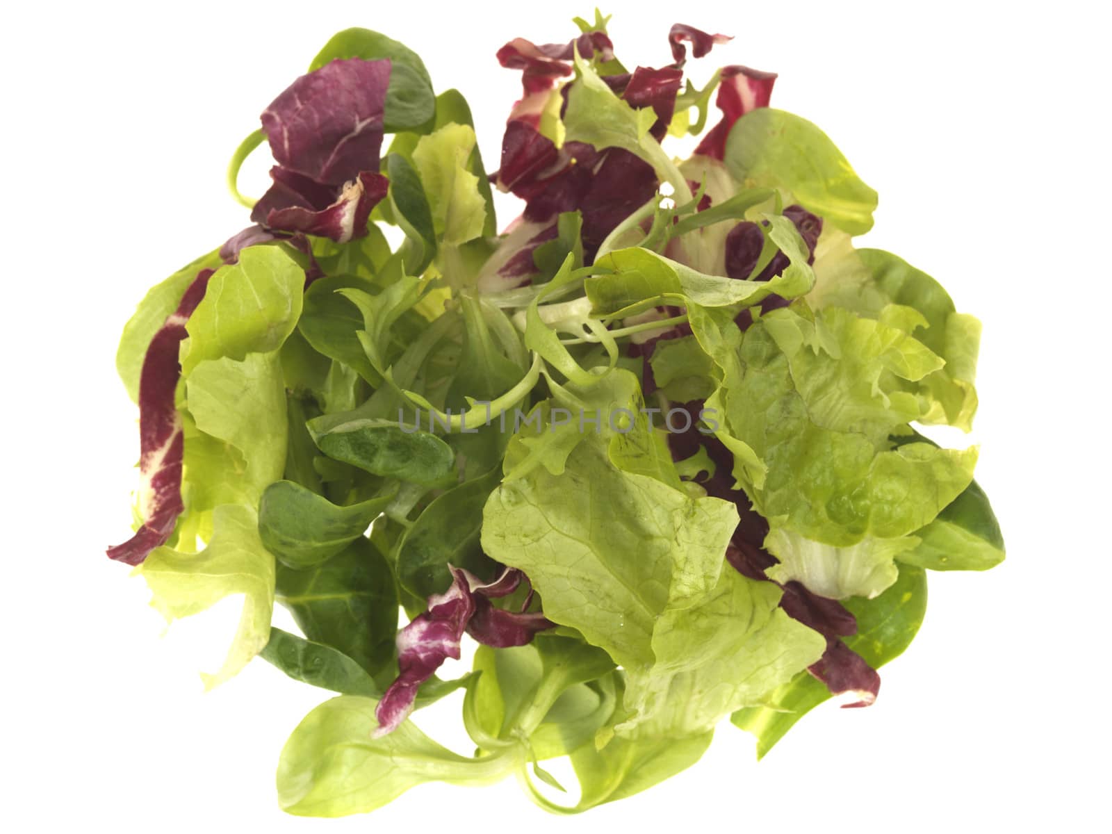 Mixed Salad Lettuce Leaves Isolated White Background