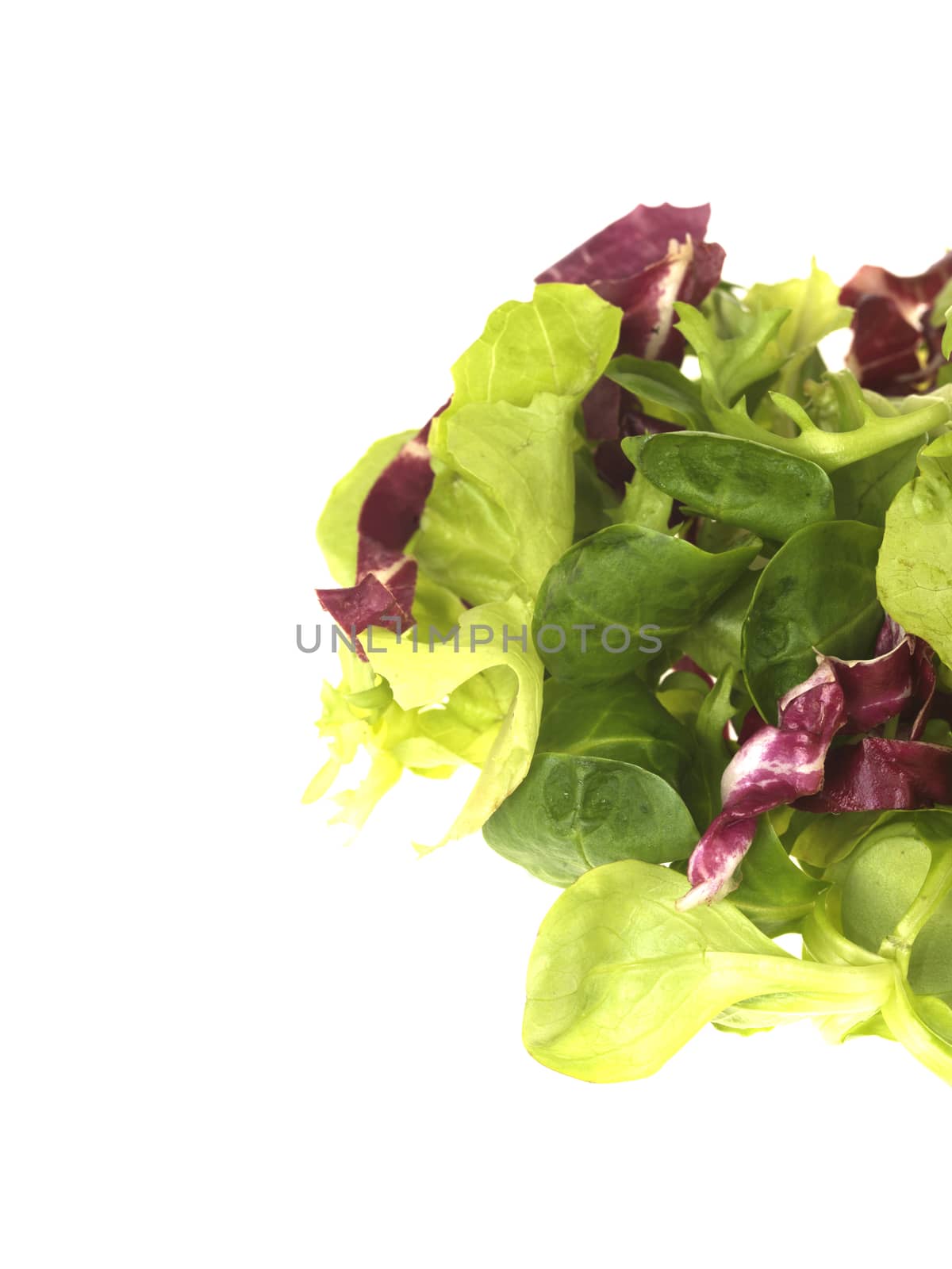 Mixed Salad Lettuce Leaves Isolated White Background