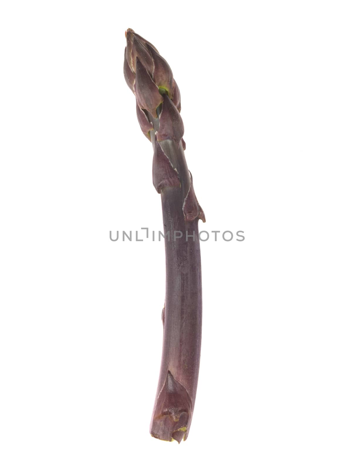 Purple Asparagus by Whiteboxmedia