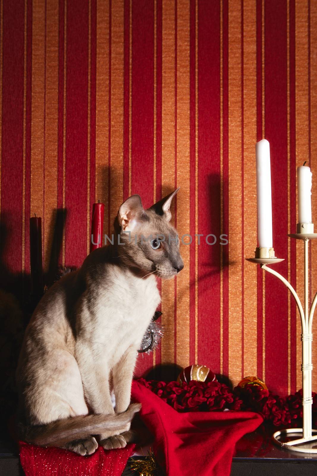 shorthair oriental cat, sitting on table in the dark