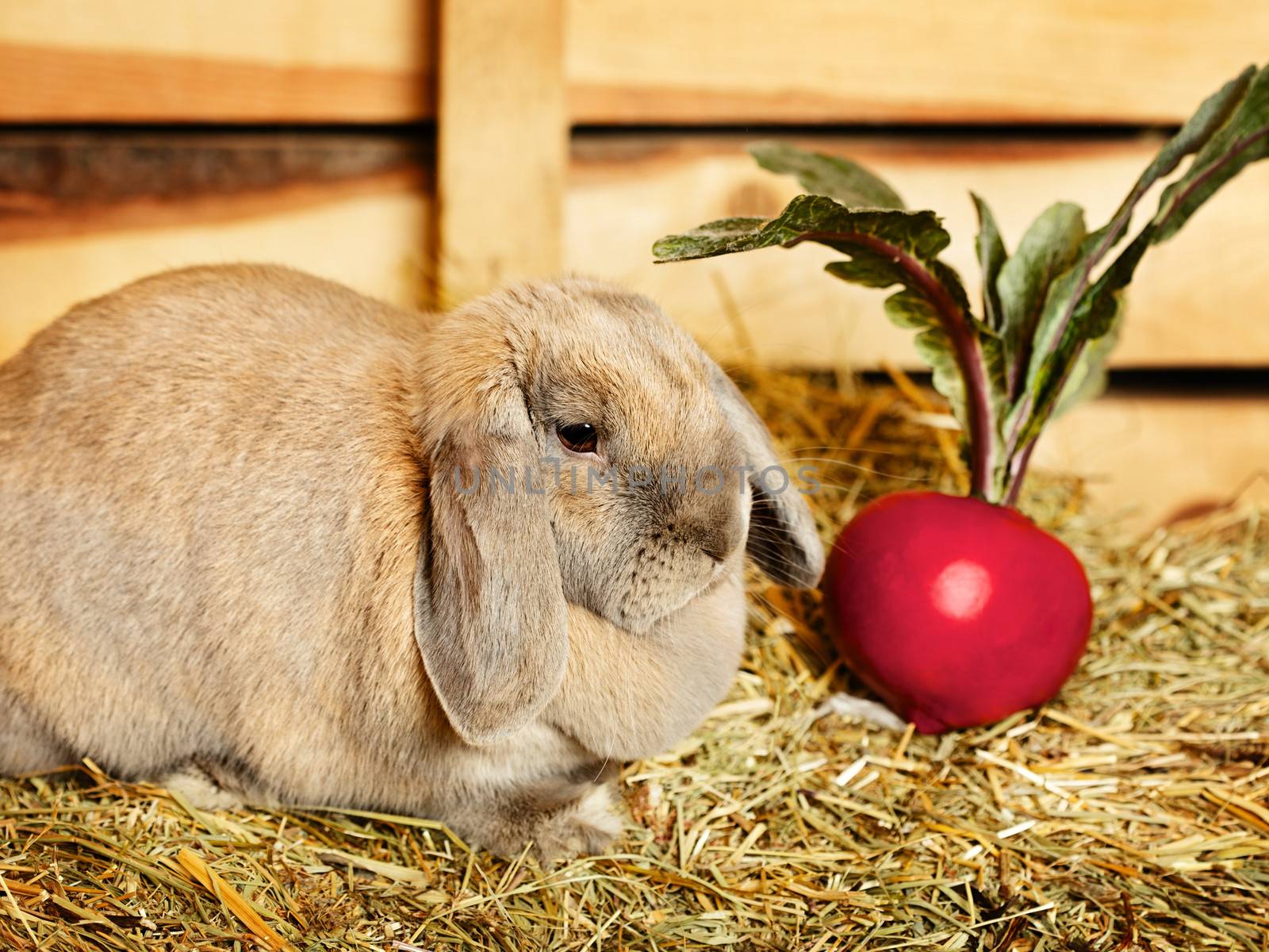 gray lop-earred rabbit on hayloft, rural scene