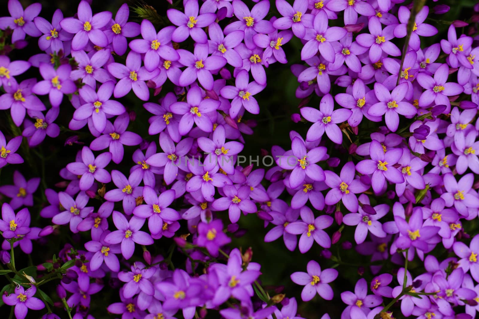 Close up view of the beautiful wild flower Centaurium erythraea.